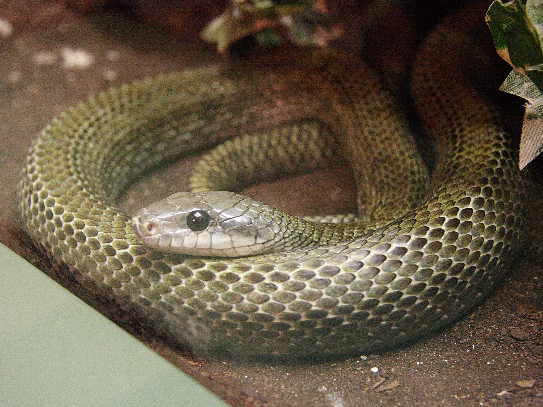 elaphe_climacophora1md