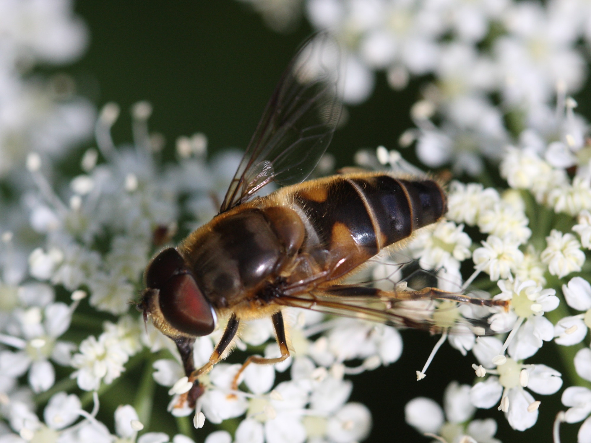 eristalis_pertinax1sd