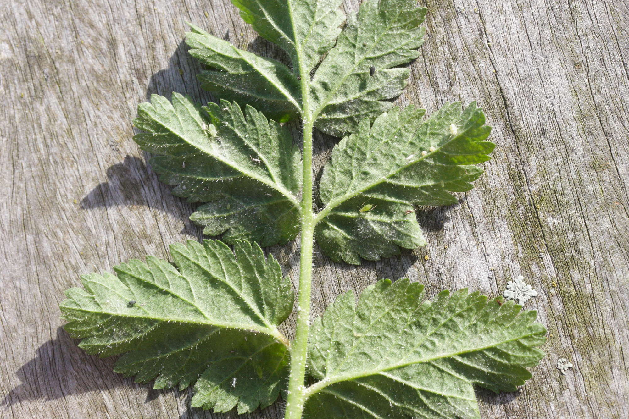 erodium_moschatum2md