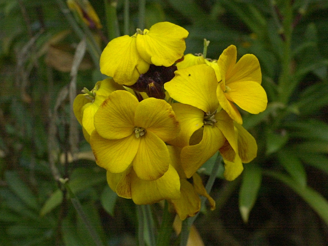 Afficher le média Erysimum_cheiri Erysimum_cheiri
