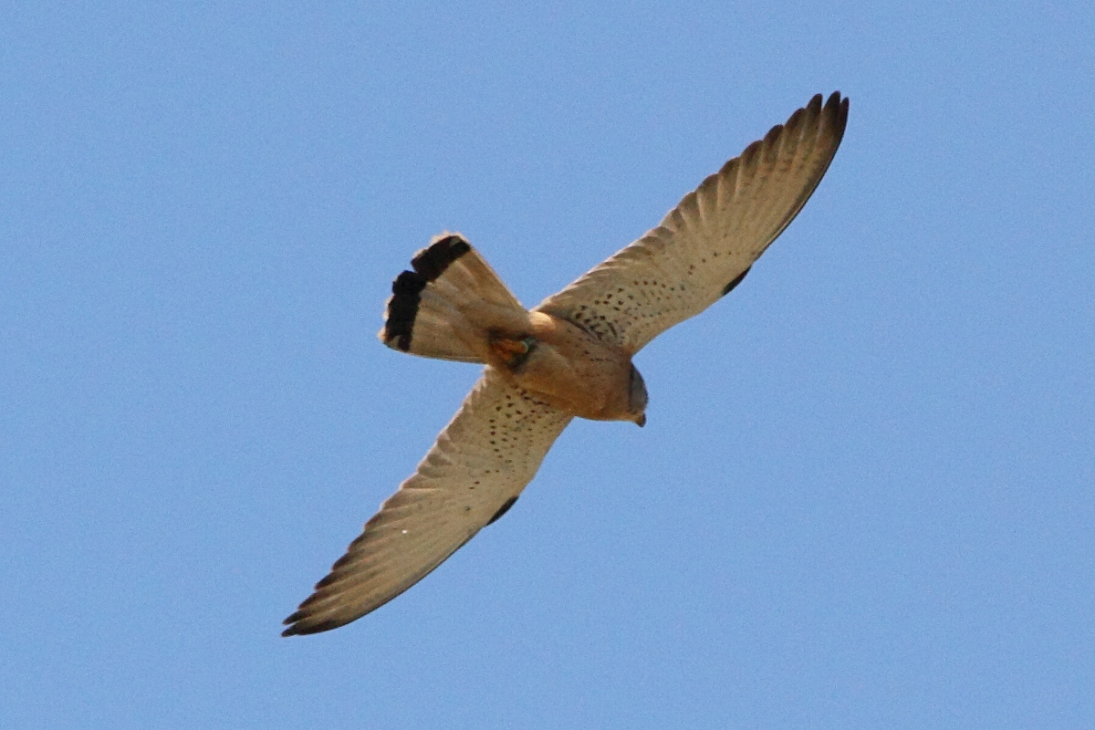 faucon_crecerellette_-_falco_naumanni3md