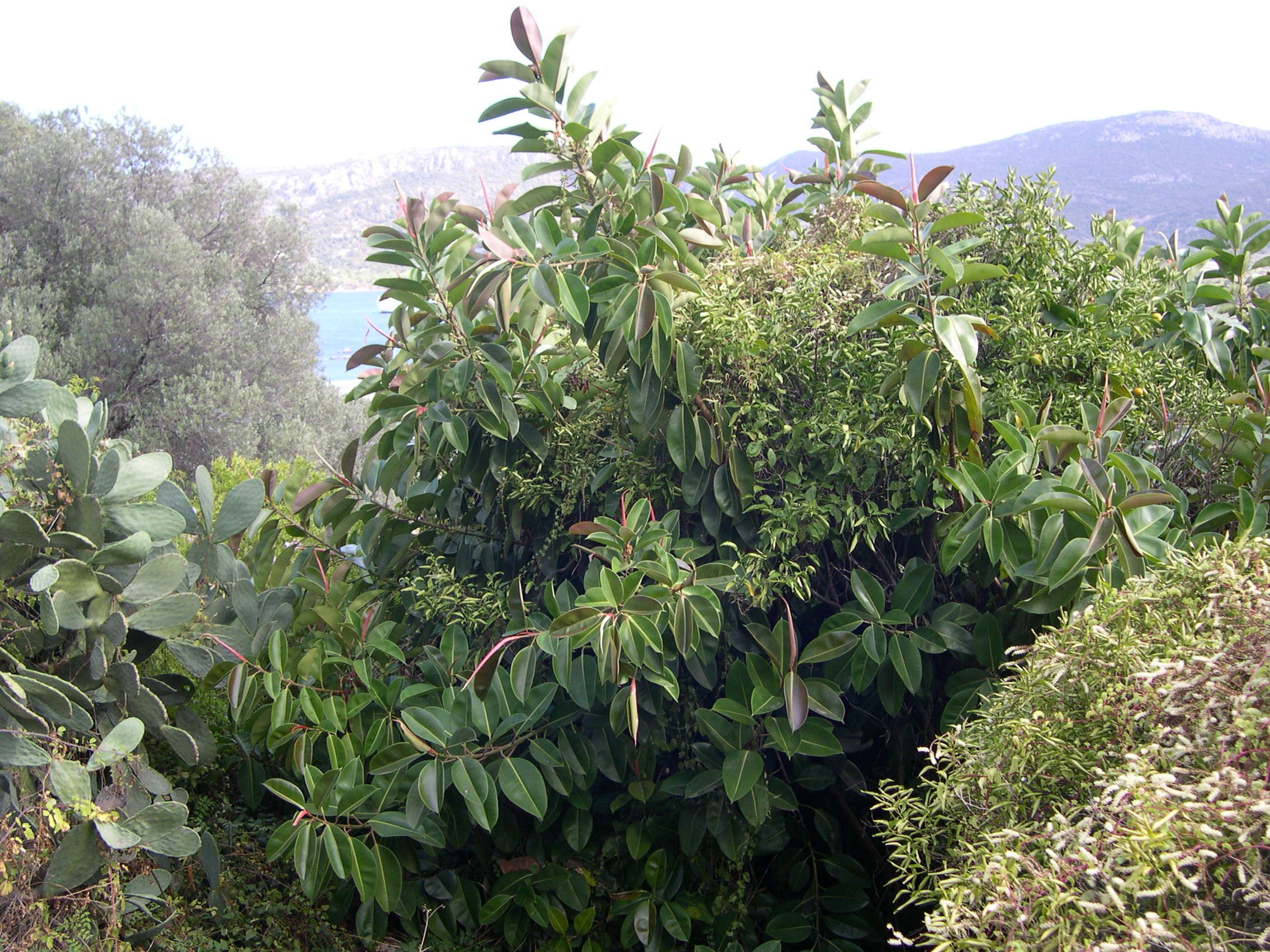 ficus_elastica2md