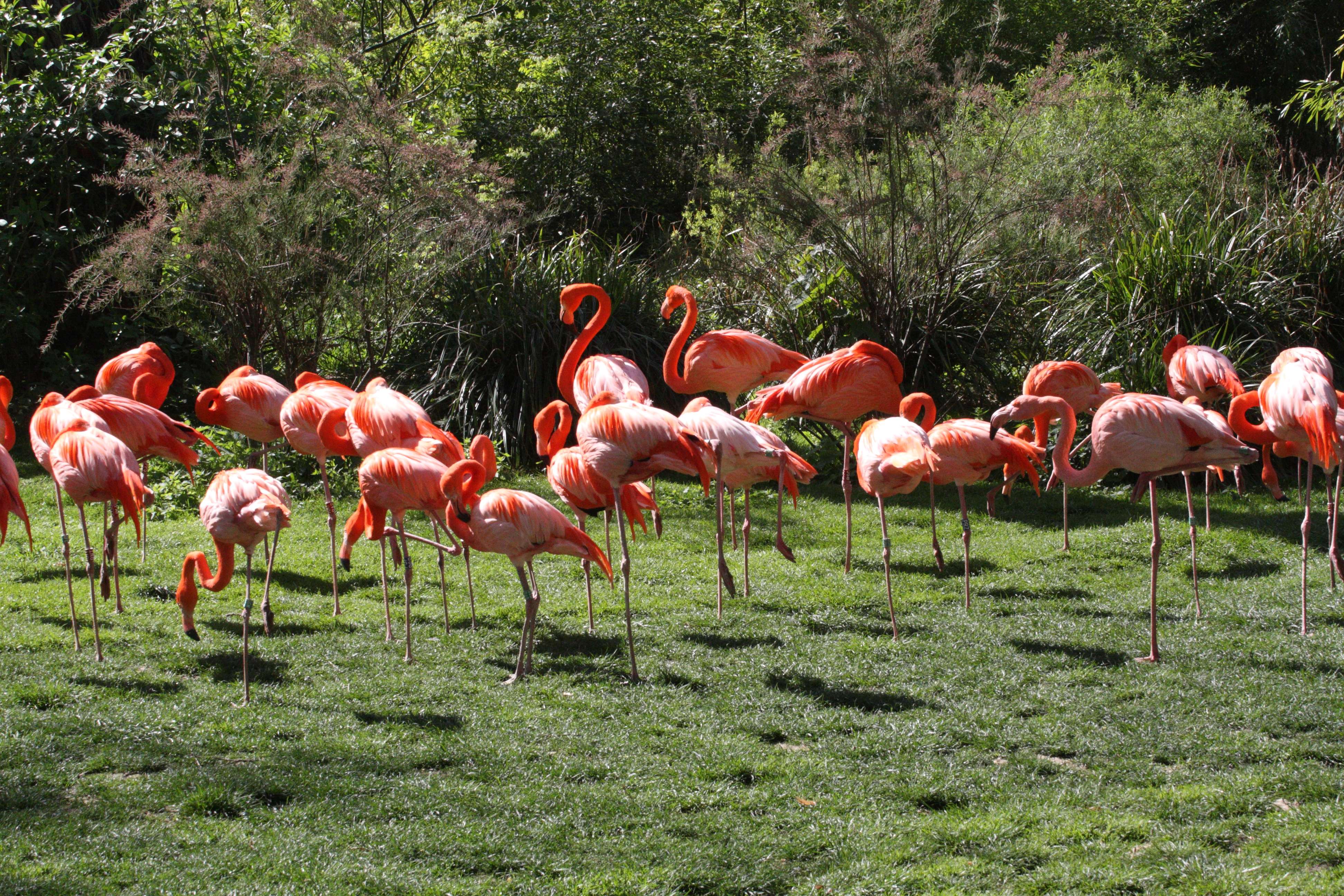 Afficher le média flamant_de_cuba_-_phoenicopterus_ruber1md flamant_de_cuba_-_phoenicopterus_ruber1md