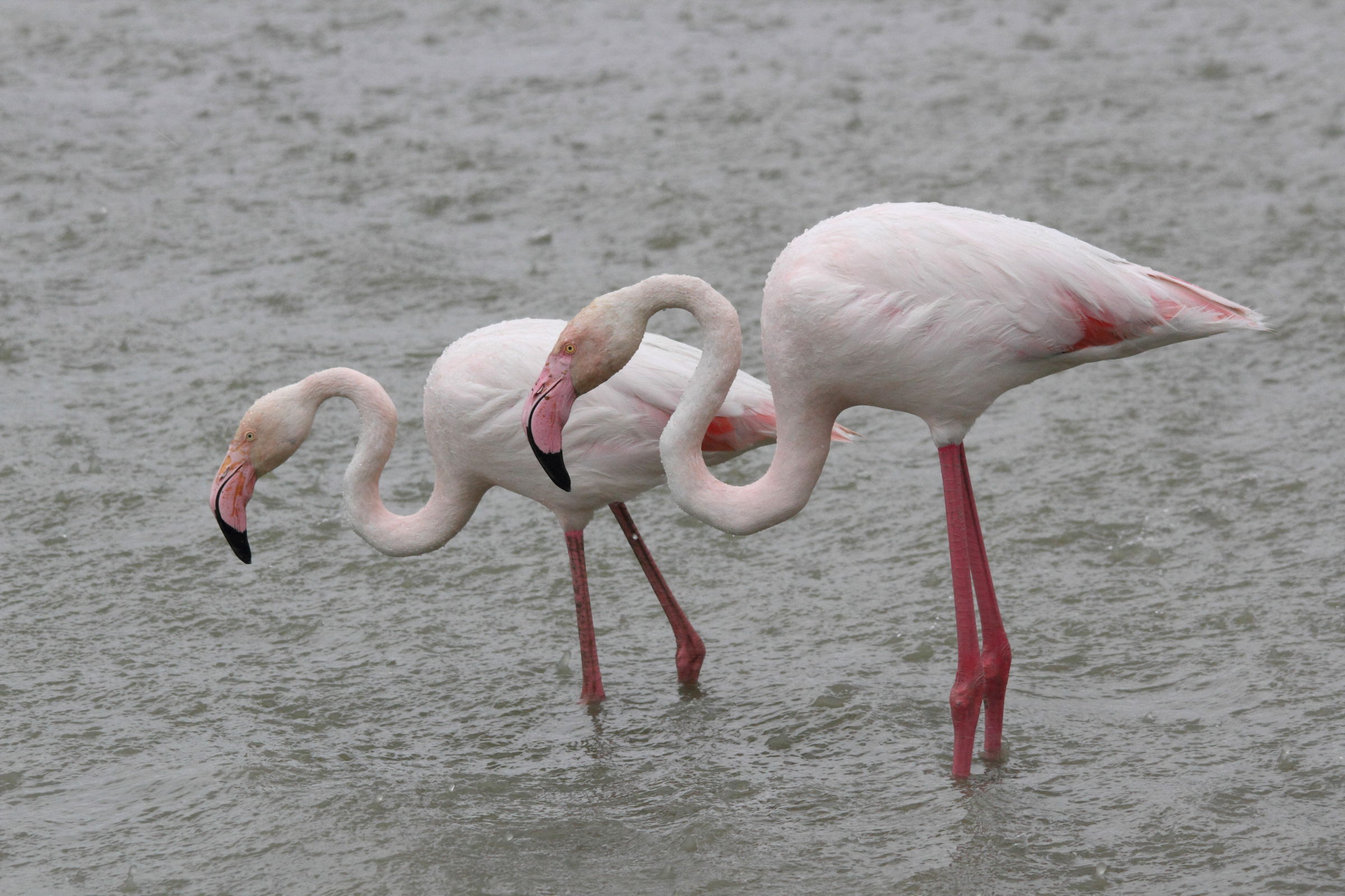 Afficher le média flamant_rose_-_phoenicopterus_roseus1md flamant_rose_-_phoenicopterus_roseus1md