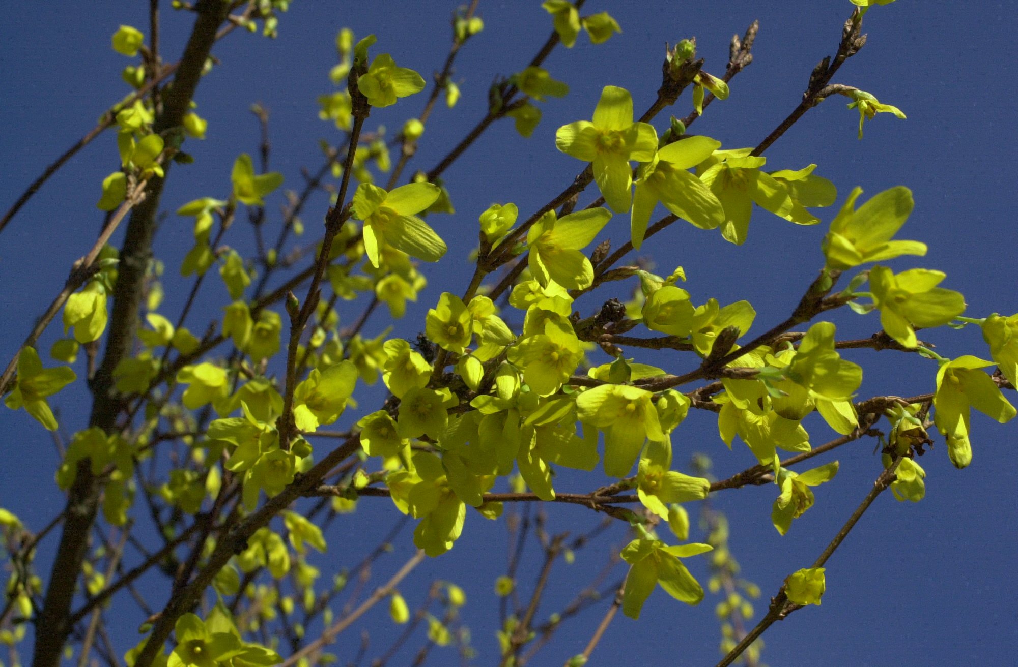 forsythia_viridissima2md