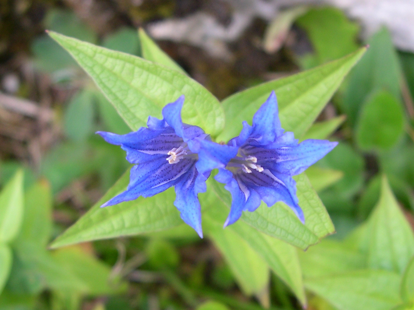 gentiana_asclepiadea3md