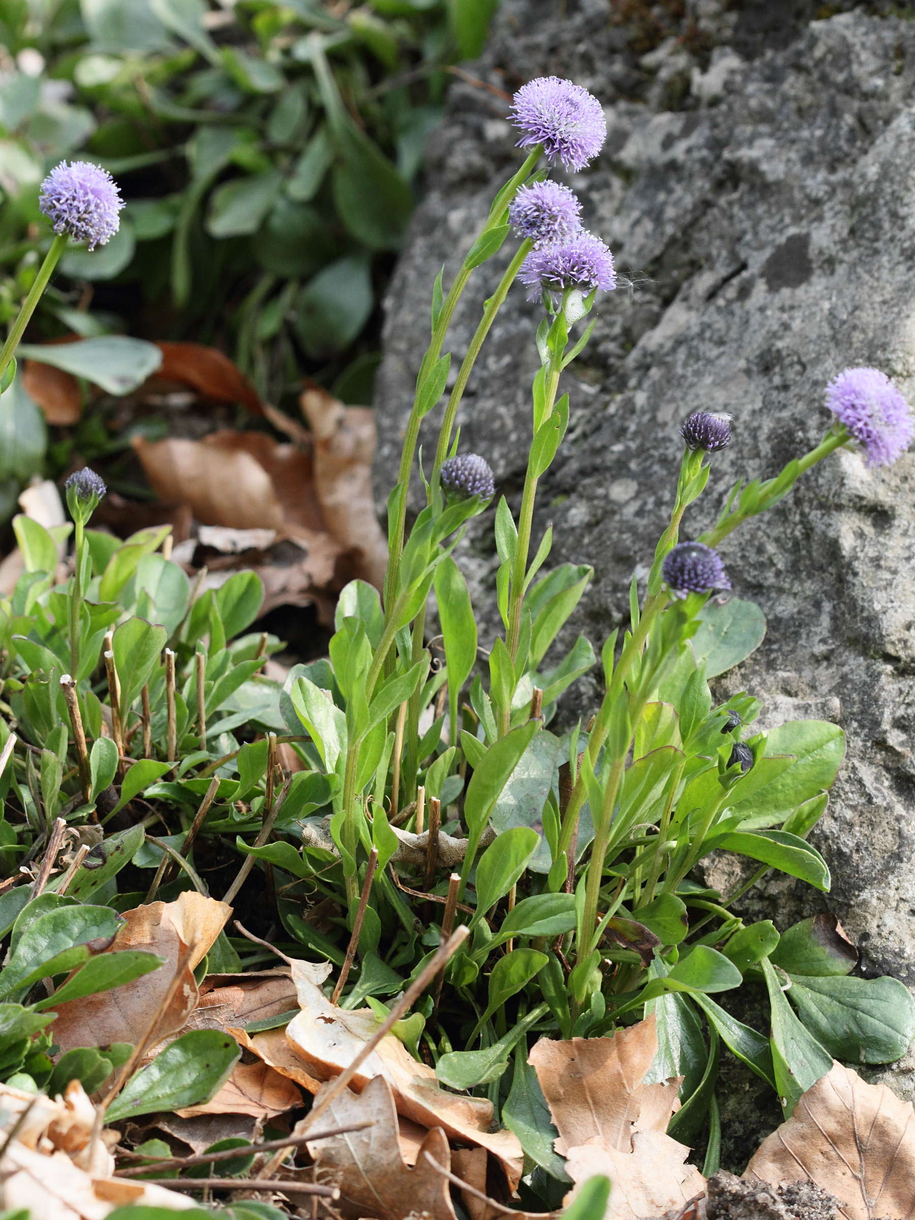 globularia_meridionalis1bd