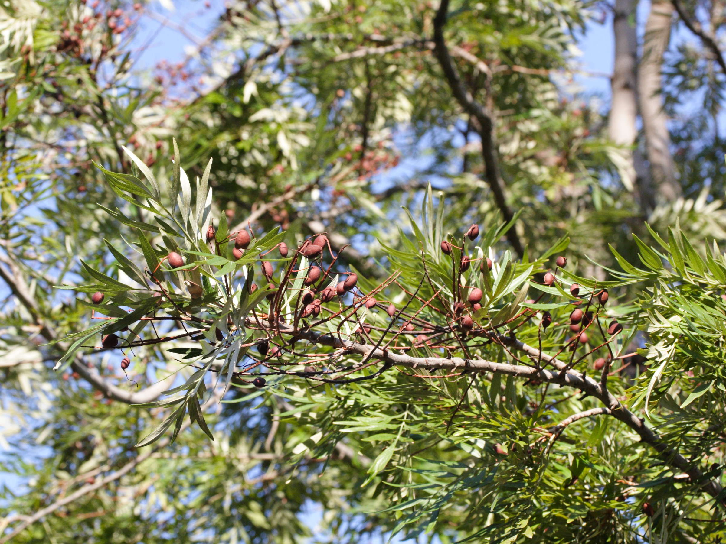 grevillea_robusta3md