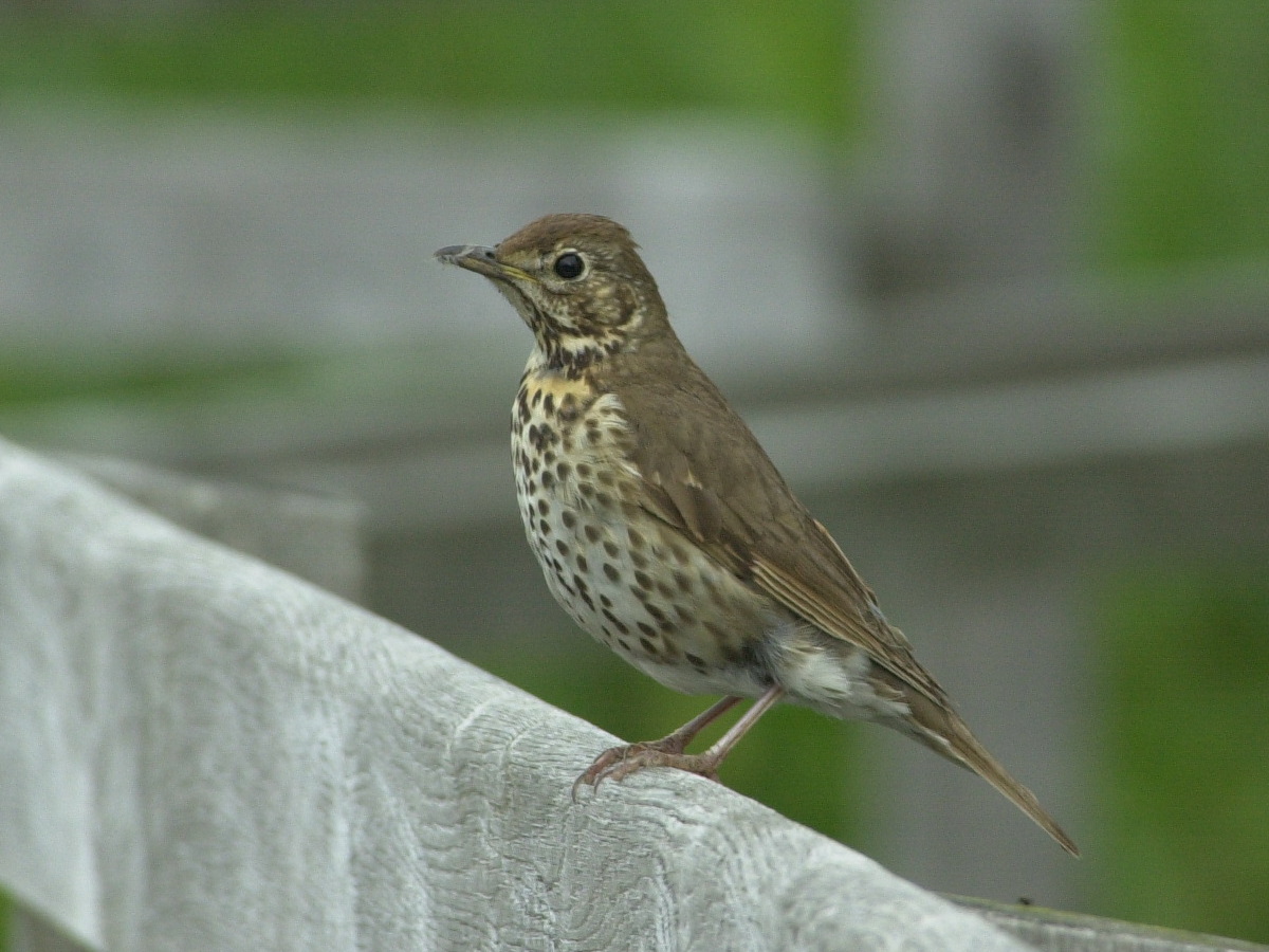 grive_musicienne_-_turdus_philomelos5md