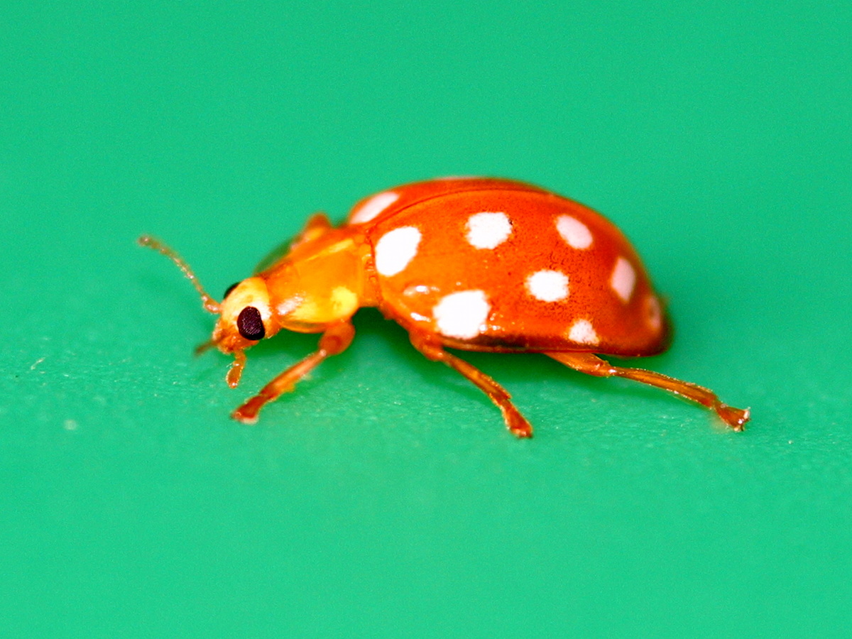 Afficher le média halysia_sedecimguttata2bd halysia_sedecimguttata2bd