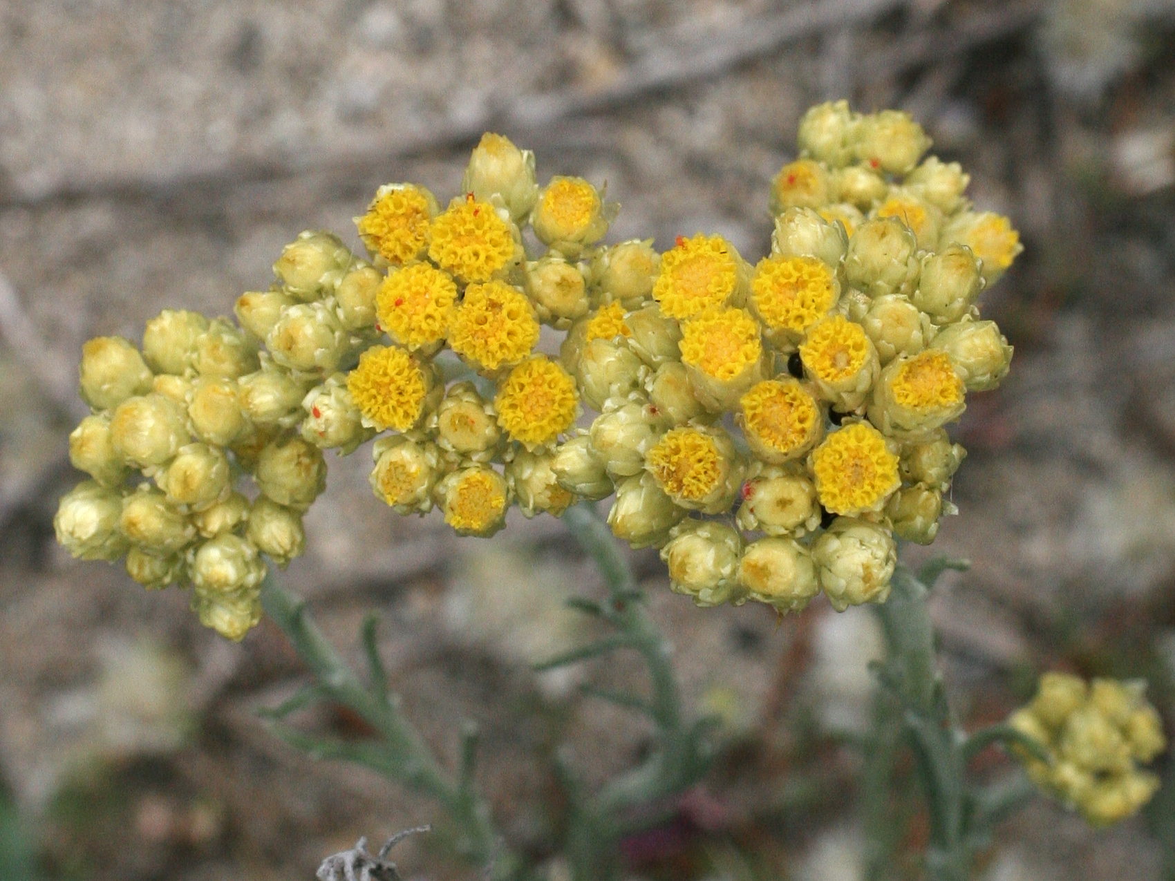 helichrysum_stoechas4md