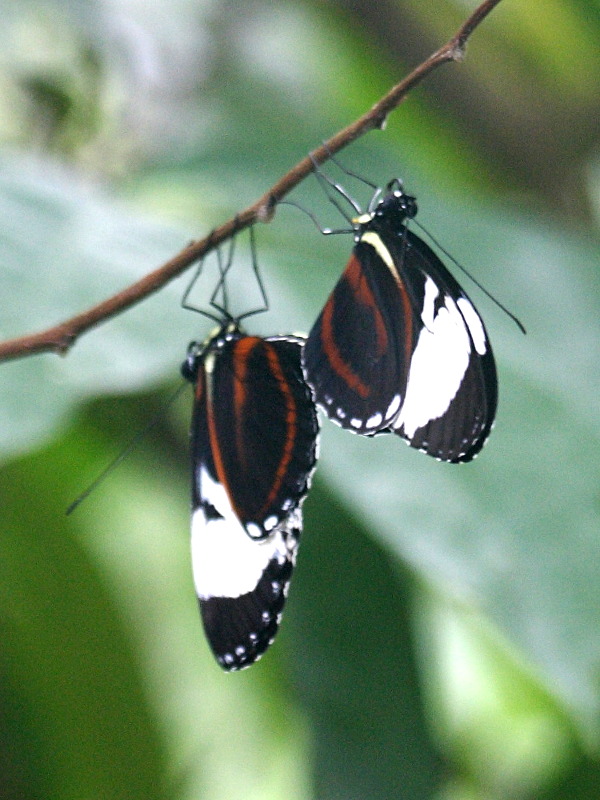 heliconius_cydno2bd