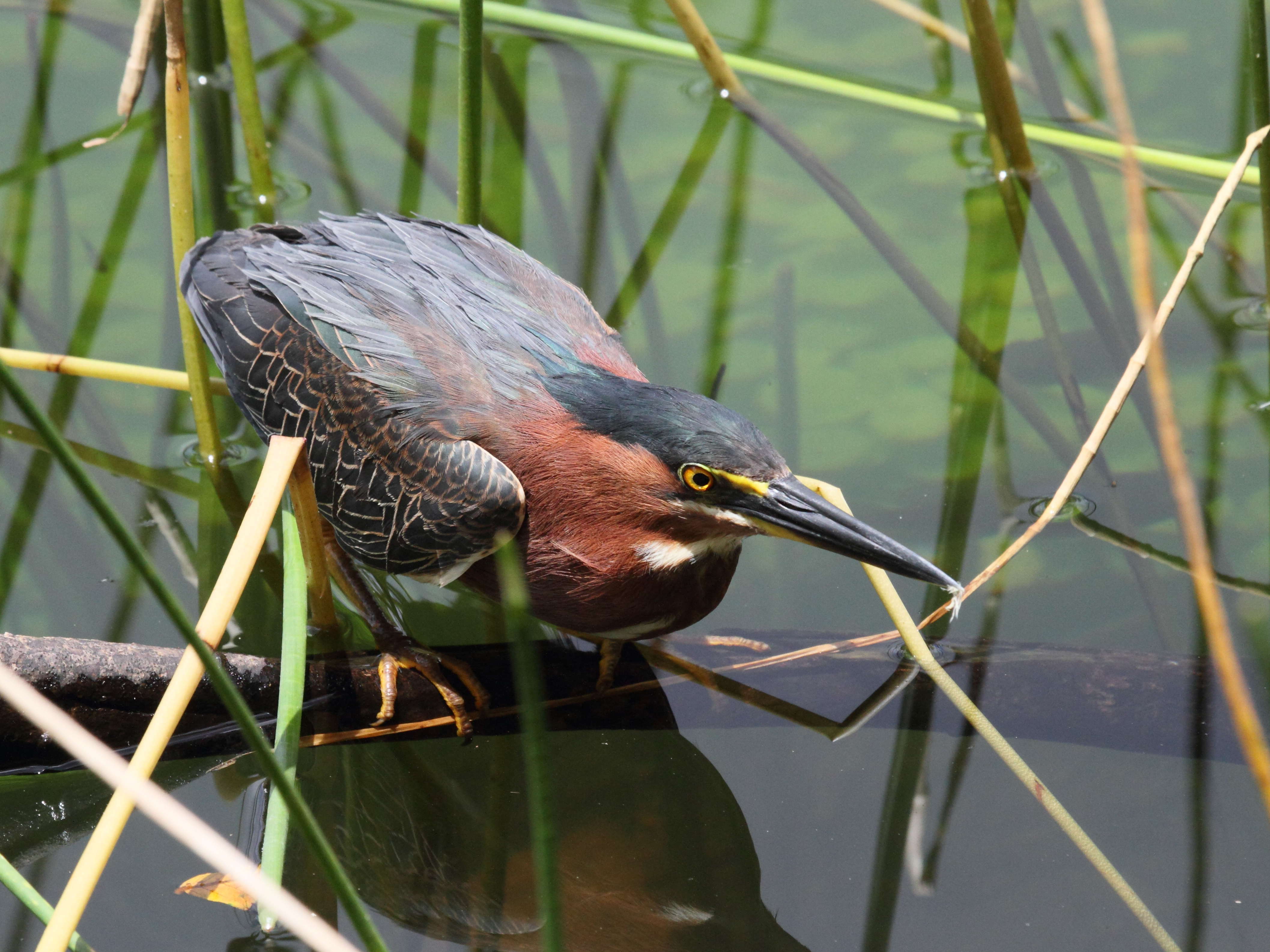 heron_vert_-_butorides_virescens4bd