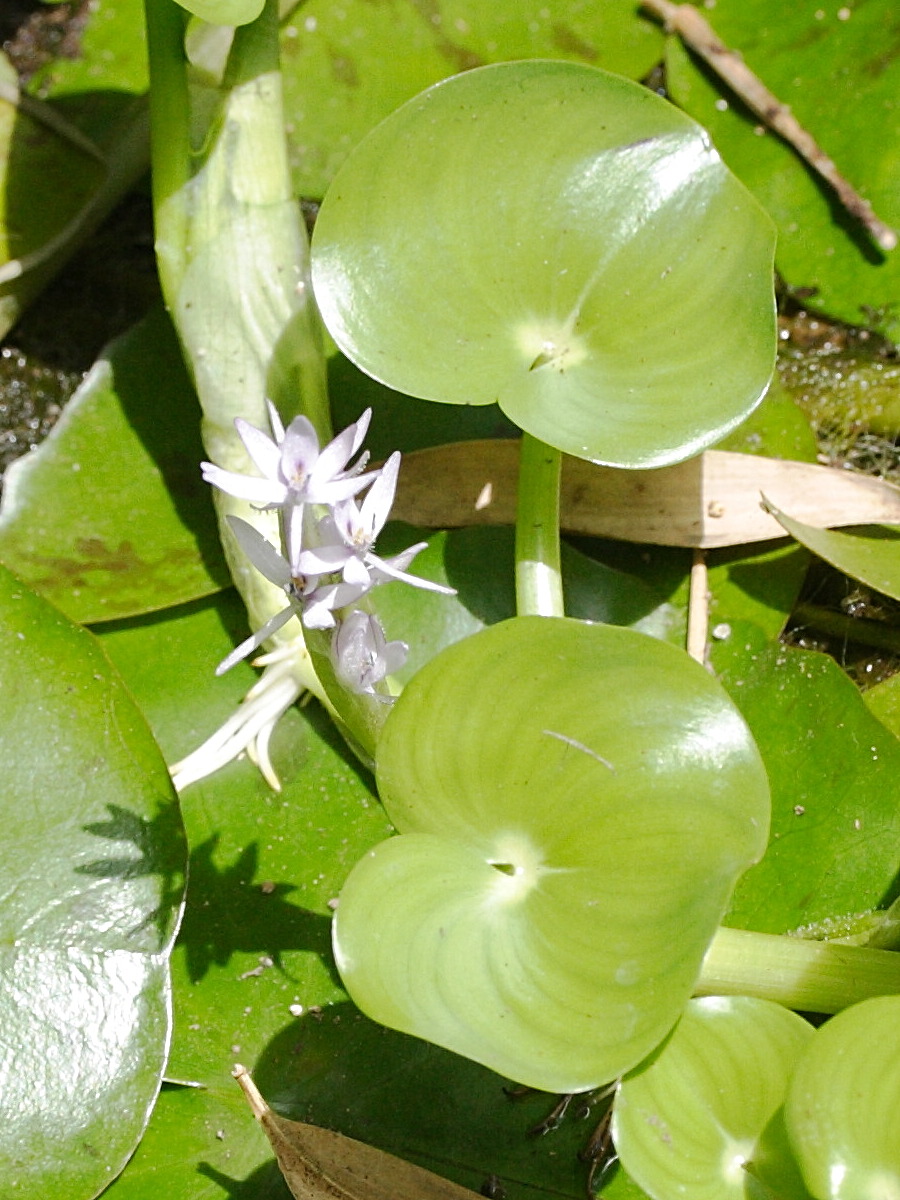 heteranthera_reniformis3md