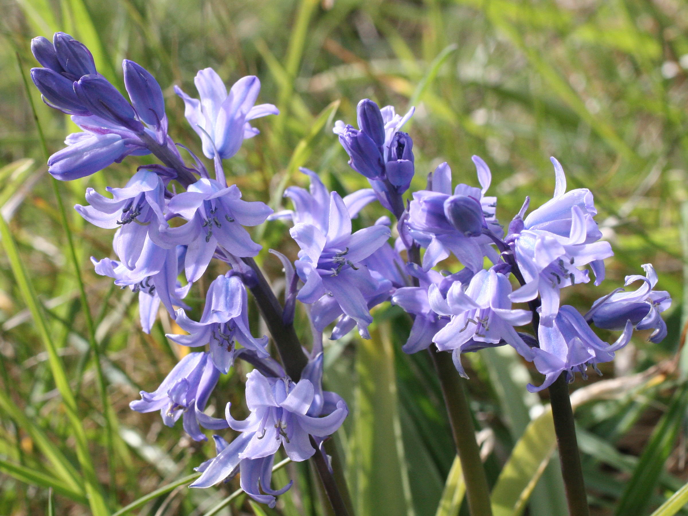 Hyacinthoides_non-scripta ssp. hispanica