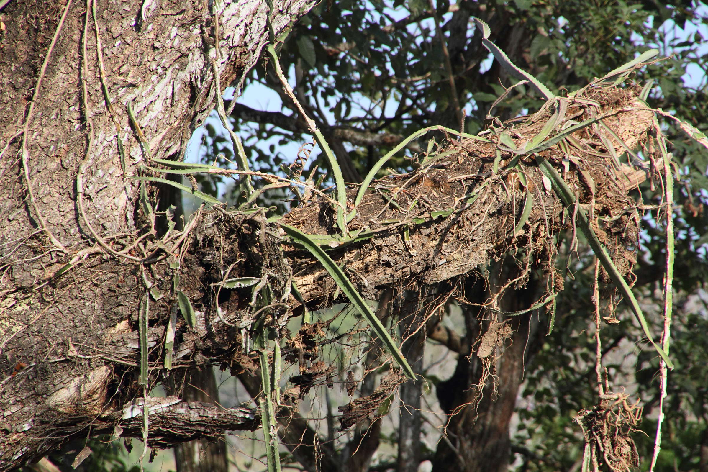 Afficher le média hylocereus_costaricensis3md hylocereus_costaricensis3md