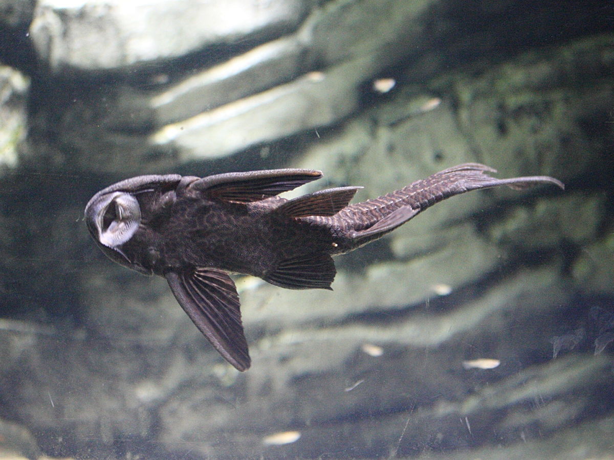 hypostomus_plecostomus2md
