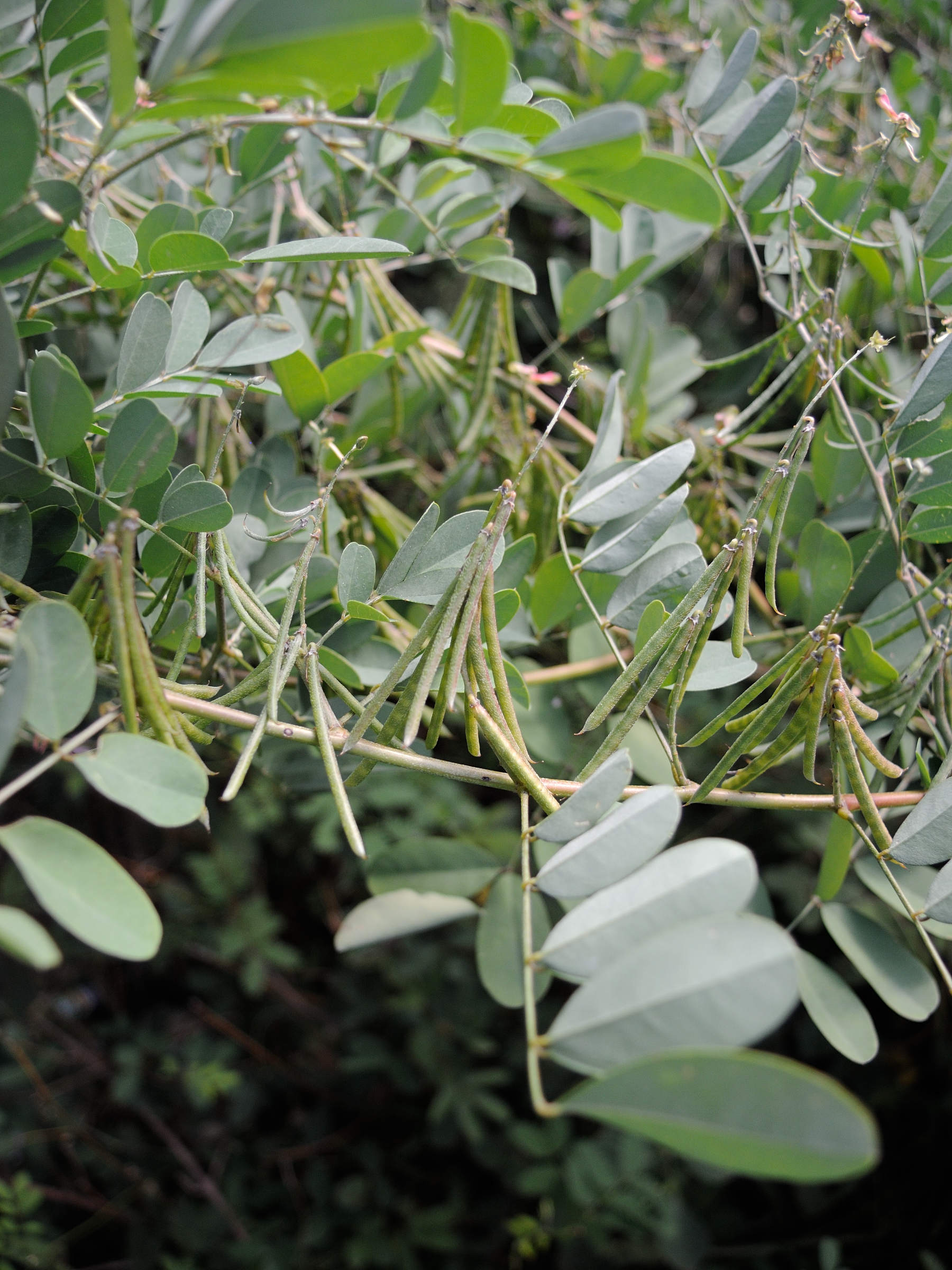 indigofera_tinctoria3md