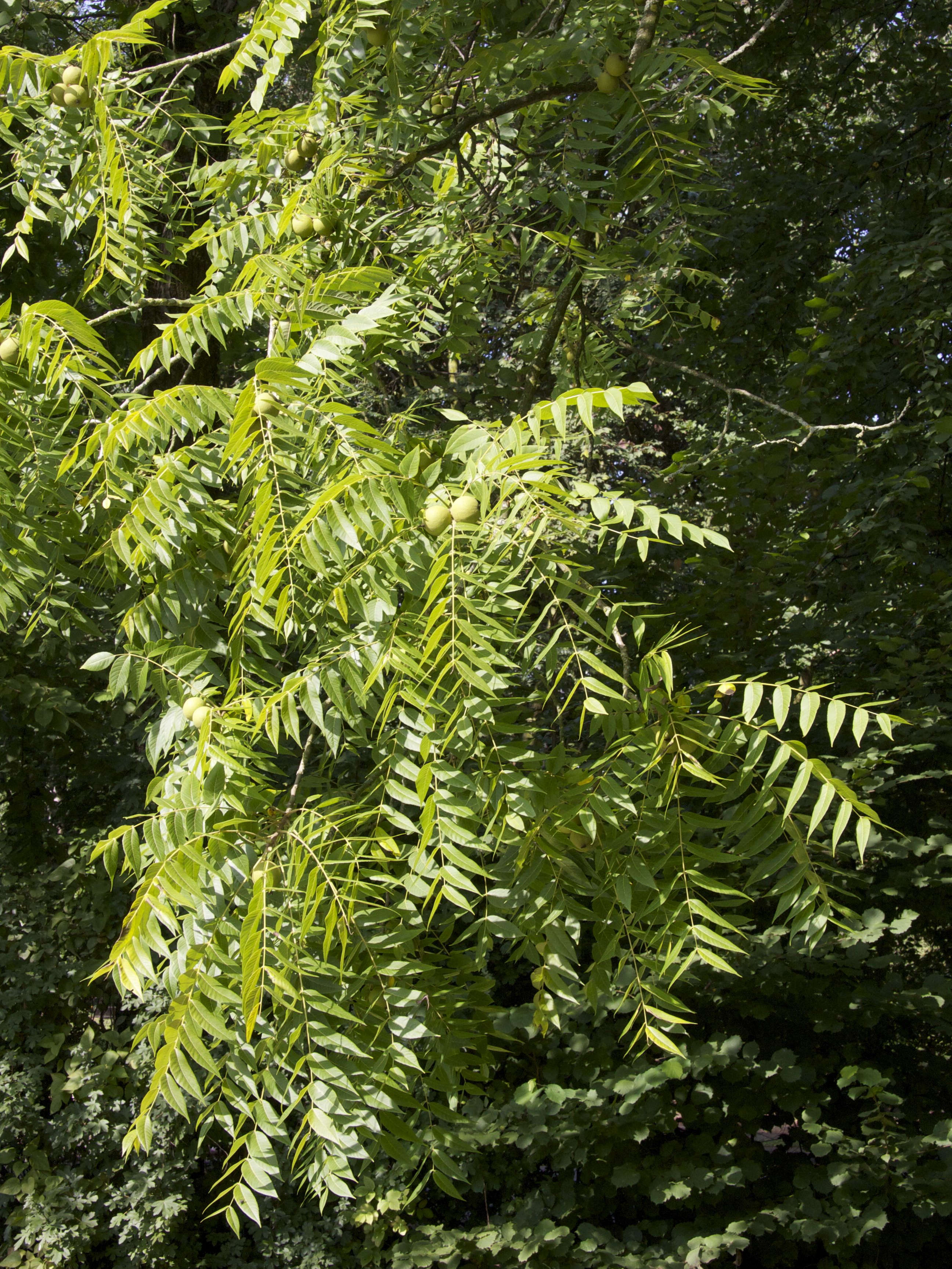 Afficher le média juglans_nigra5md juglans_nigra5md