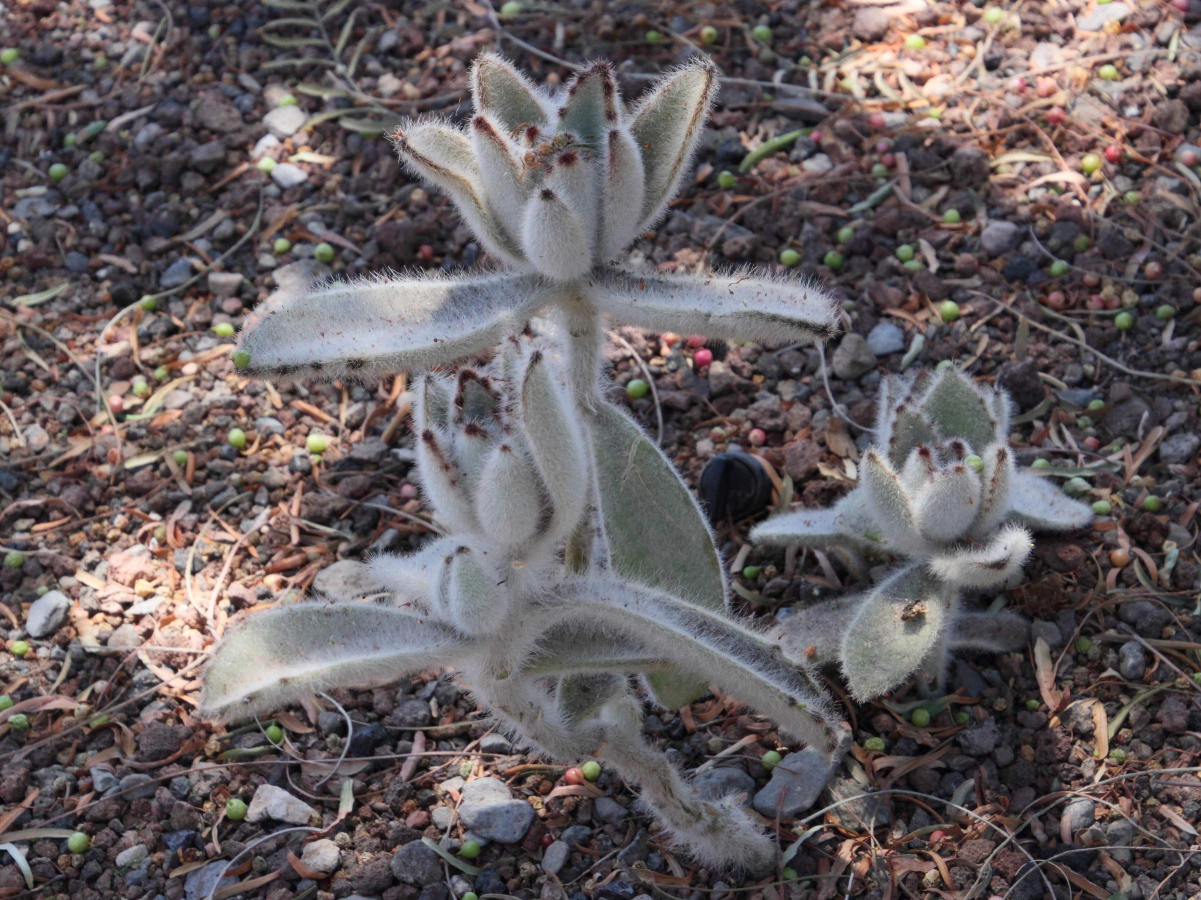 kalanchoe_tomentosa2md