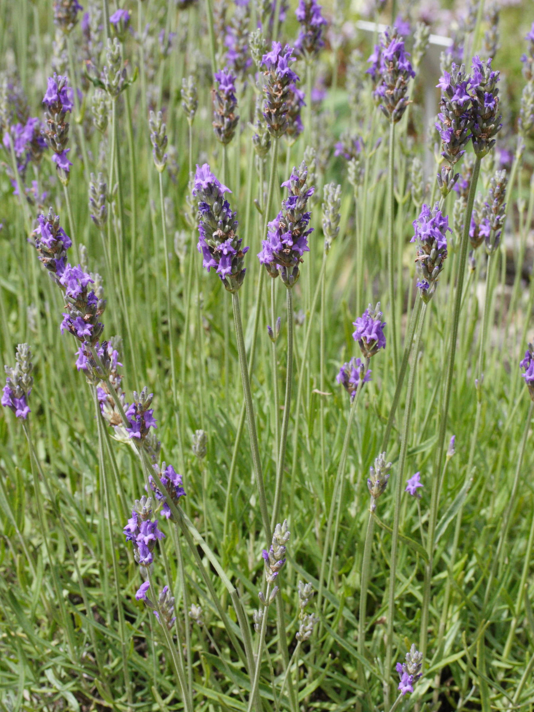 lavandula_angustifolia_pyrenaica1md