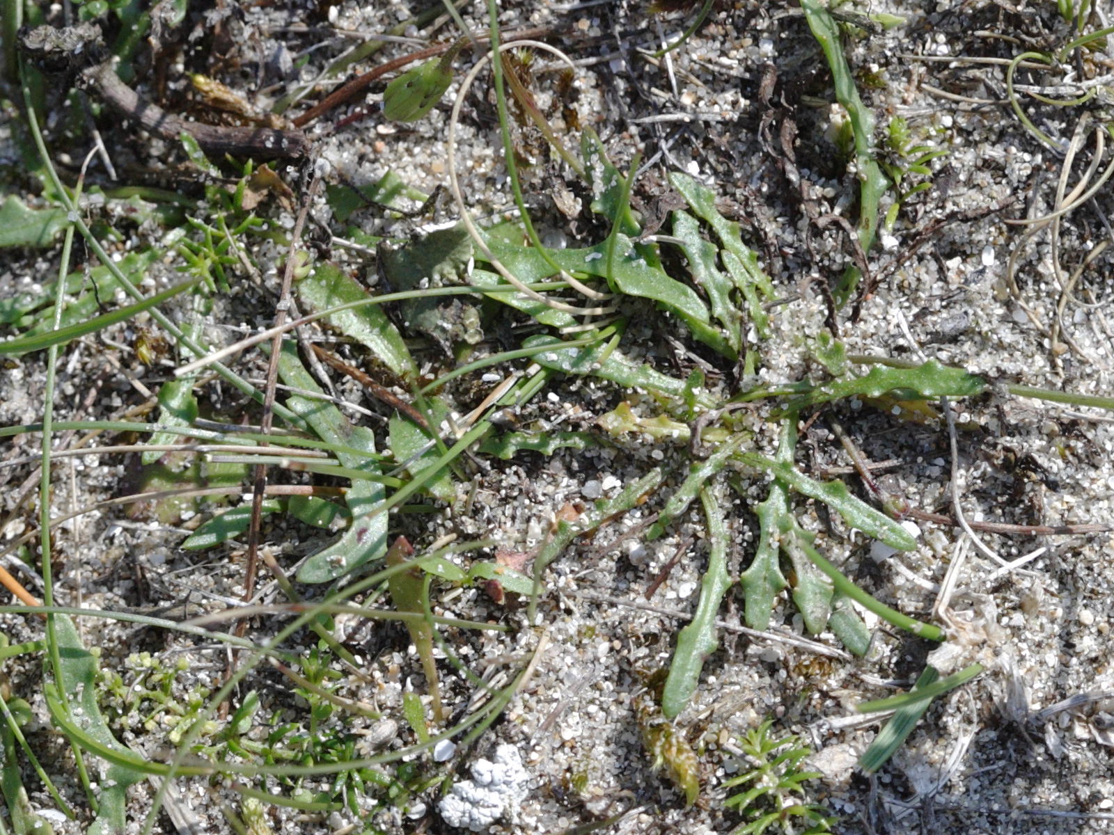 Afficher le média leontodon_taraxacoides3md leontodon_taraxacoides3md