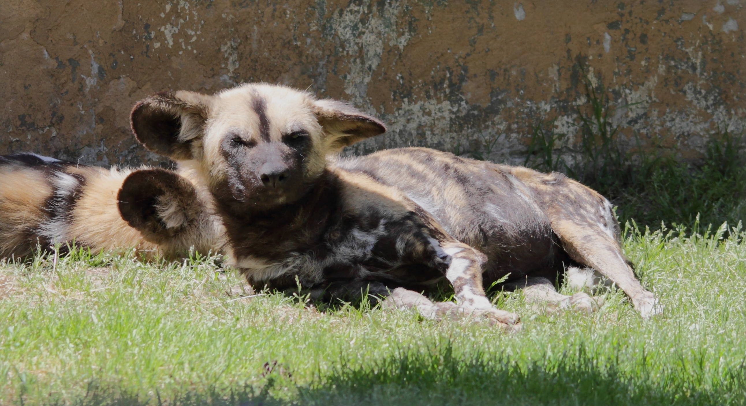 Afficher le média lycaon_pictus1bd lycaon_pictus1bd