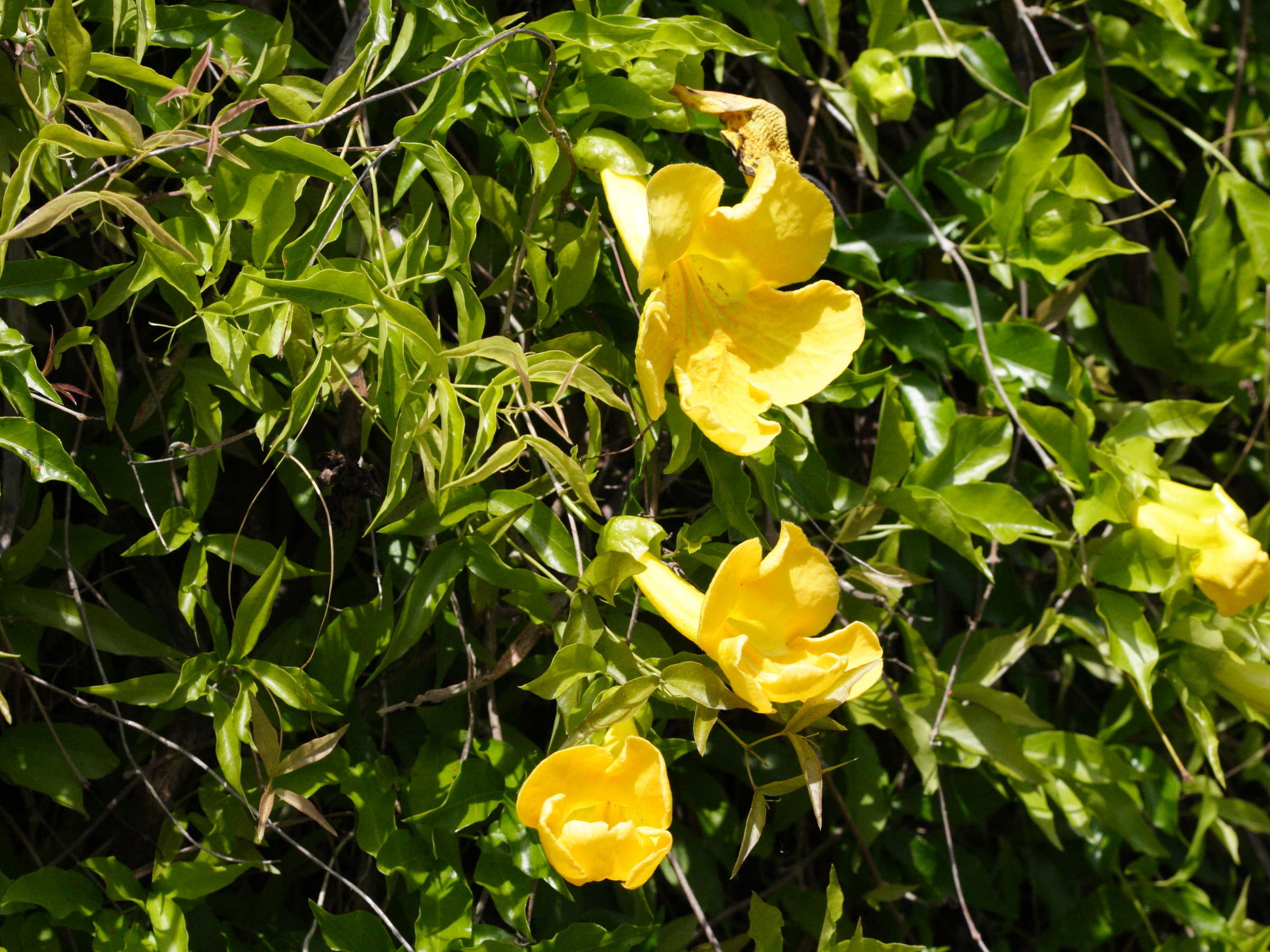 macfadyena_unguis-cati2md