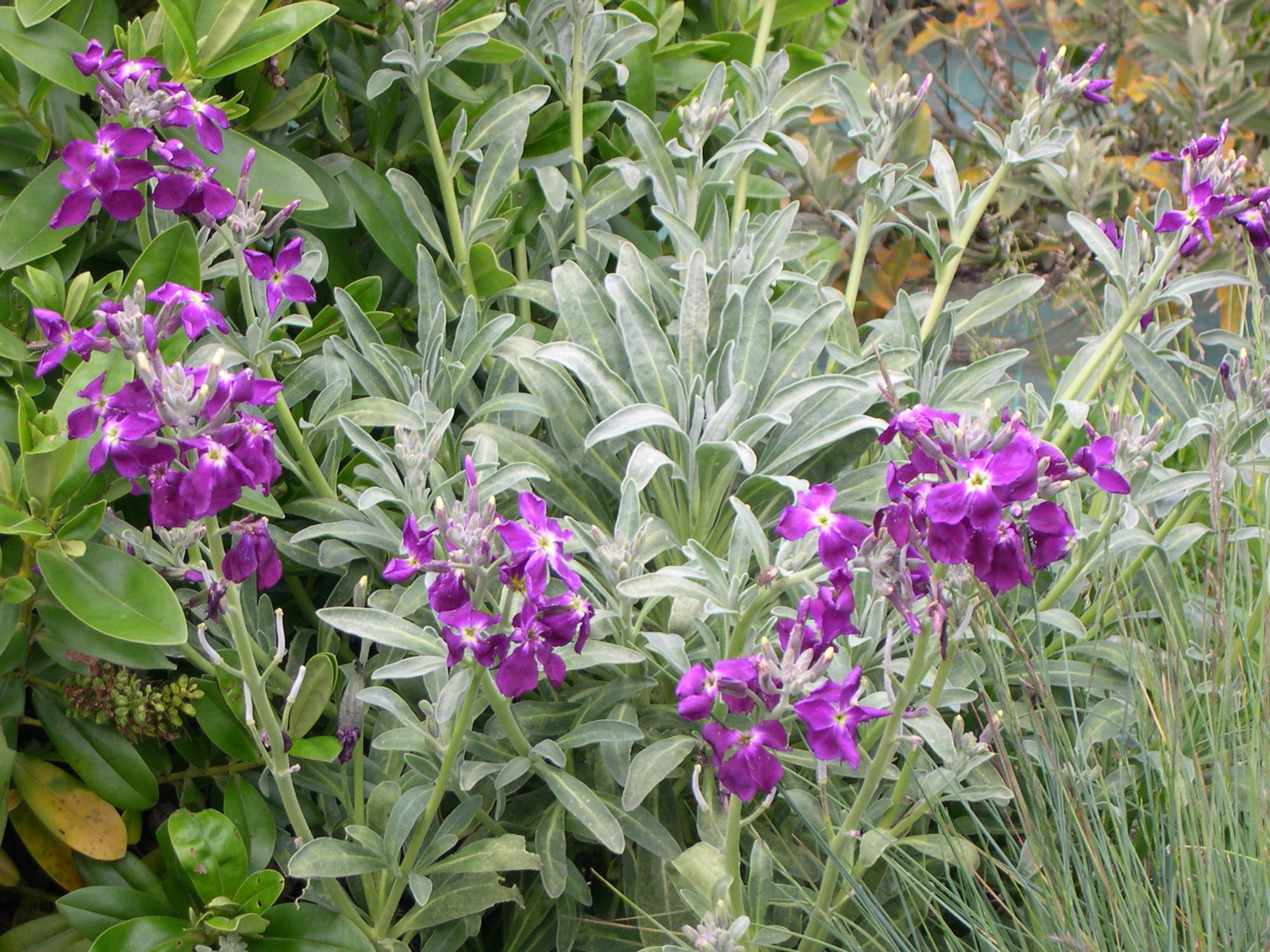 Afficher le média matthiola_incana1md matthiola_incana1md