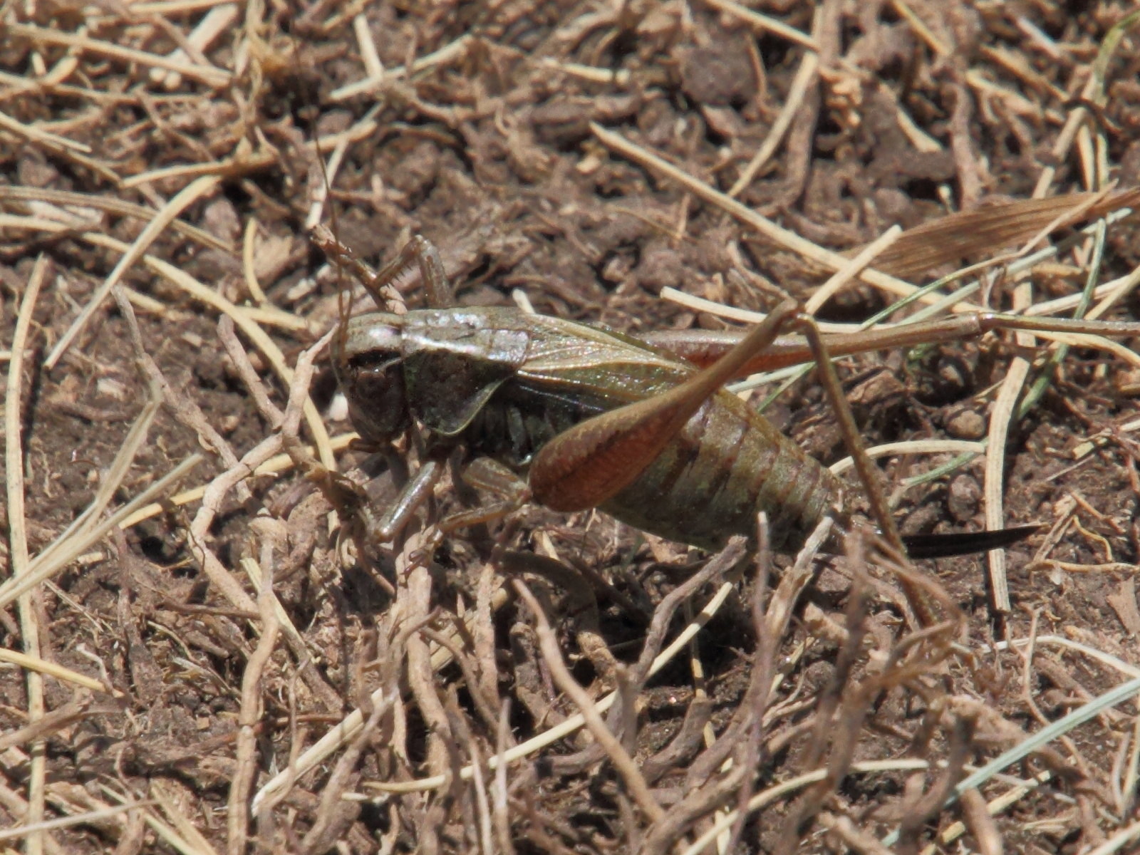 metrioptera_saussuriana5md