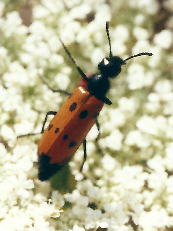 mylabris_quadripunctata1bmd