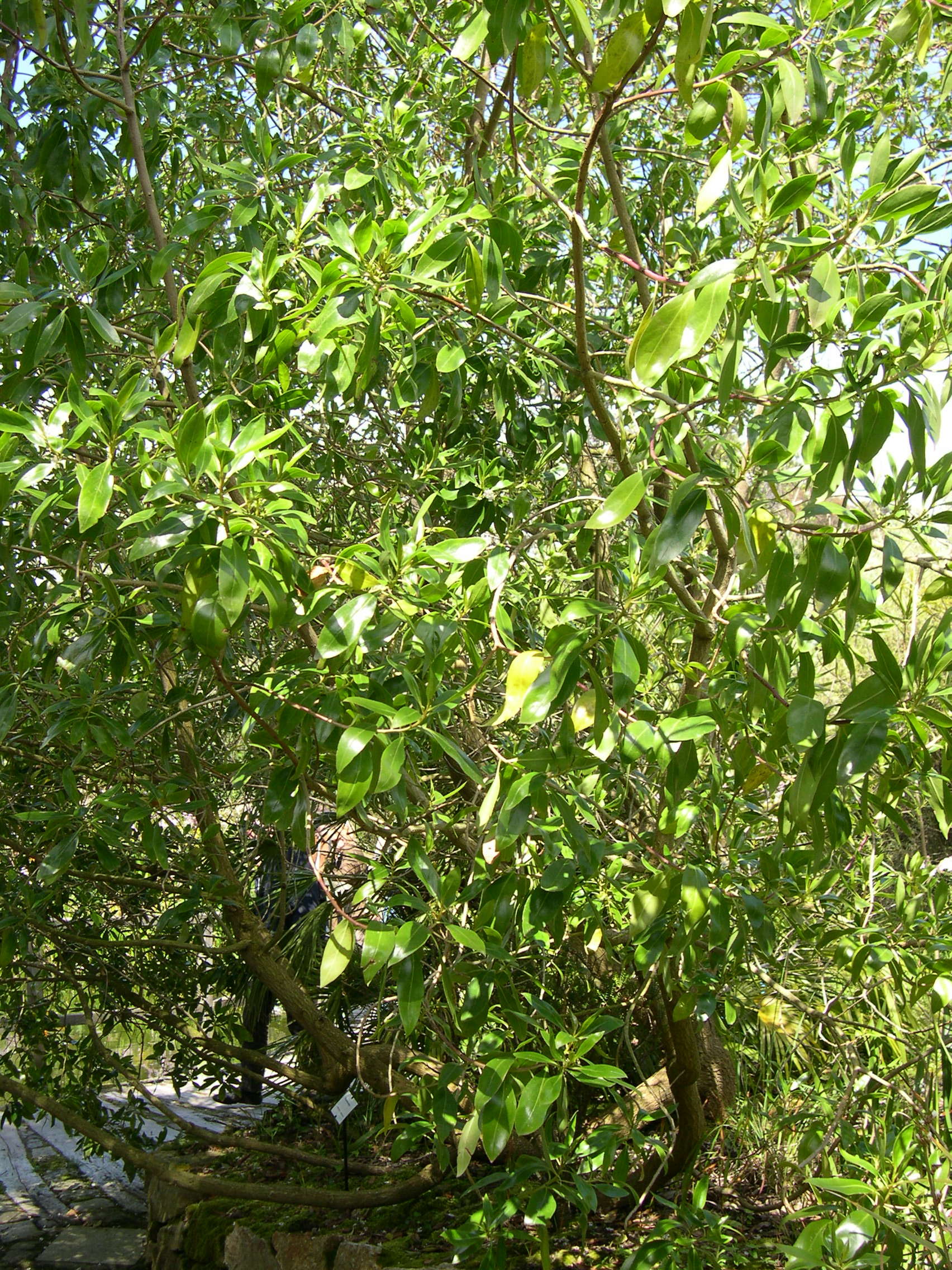 Afficher le média myoporum_laetum1md myoporum_laetum1md