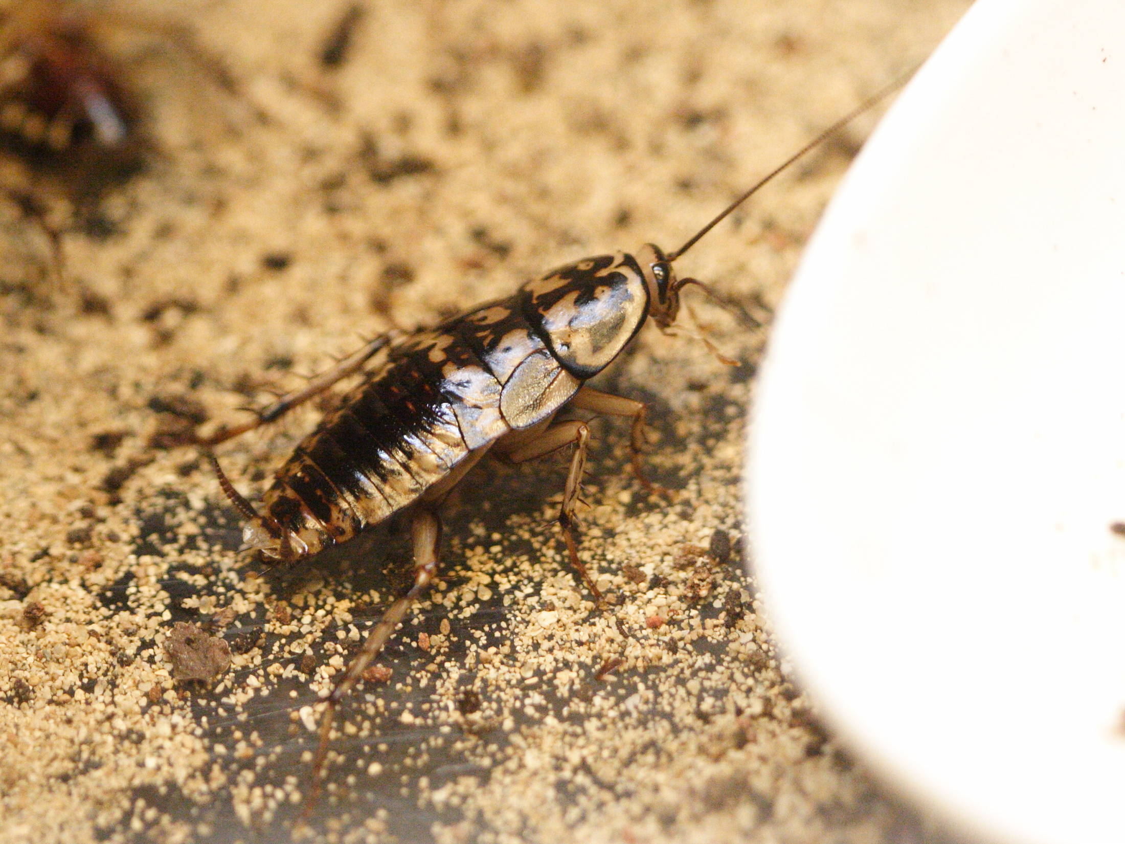 neostylopyga_rhombifolia2bd