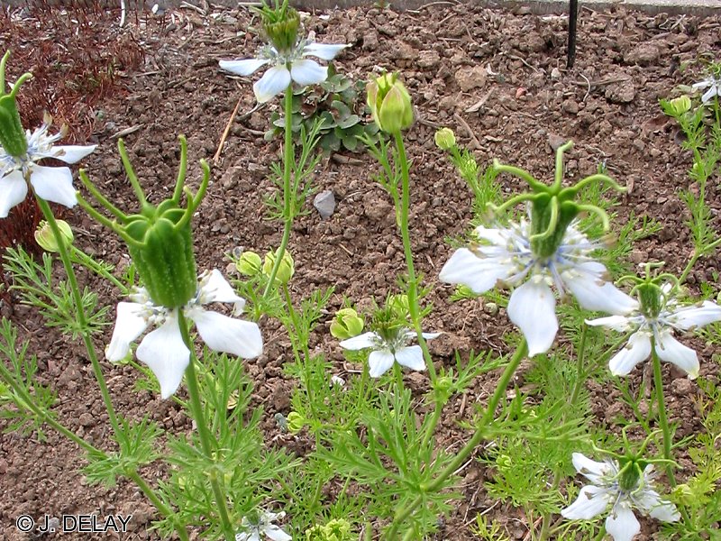 Afficher le média nigella_sativa1jd nigella_sativa1jd