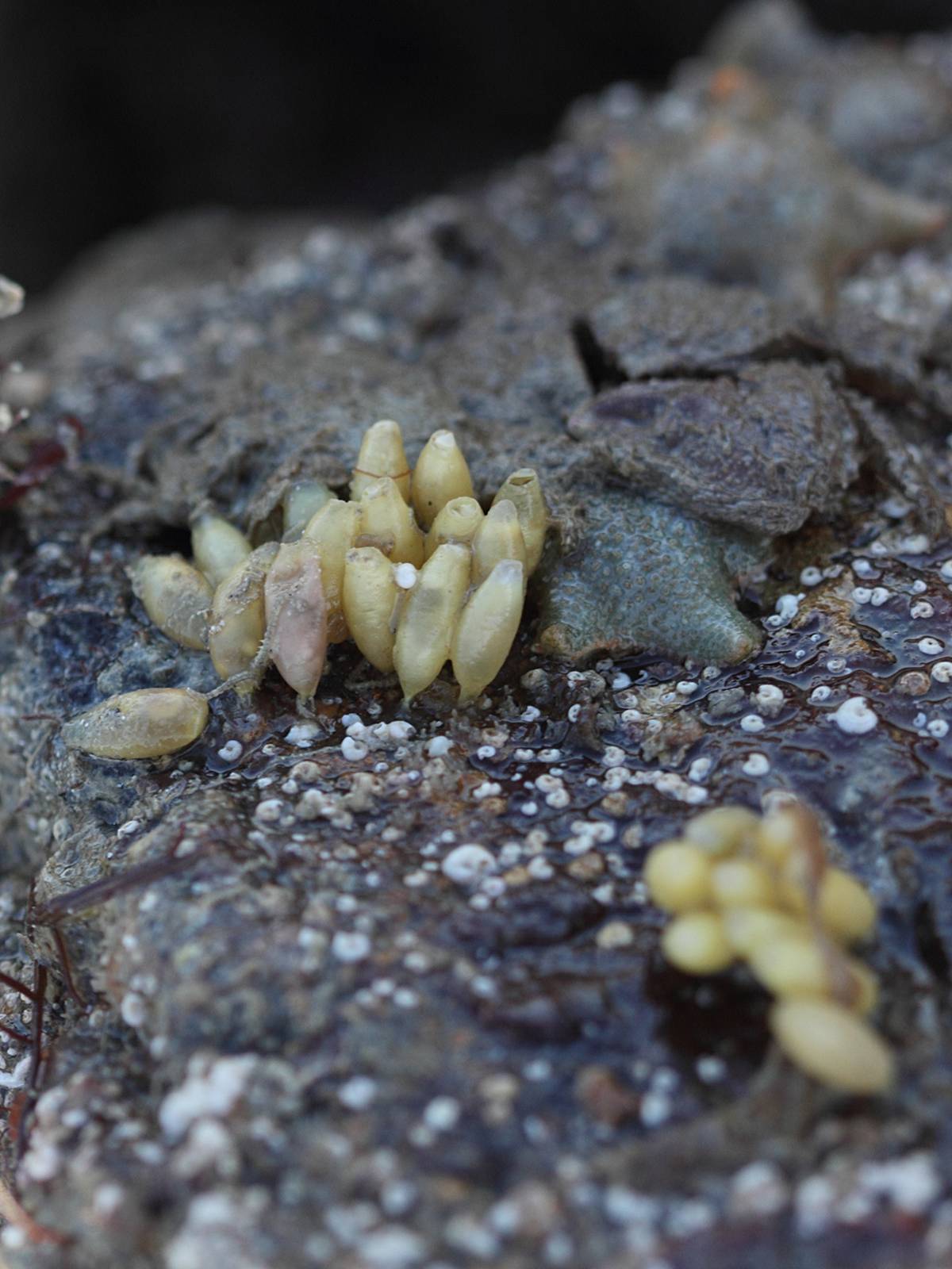 nucella_lapillus1bbd