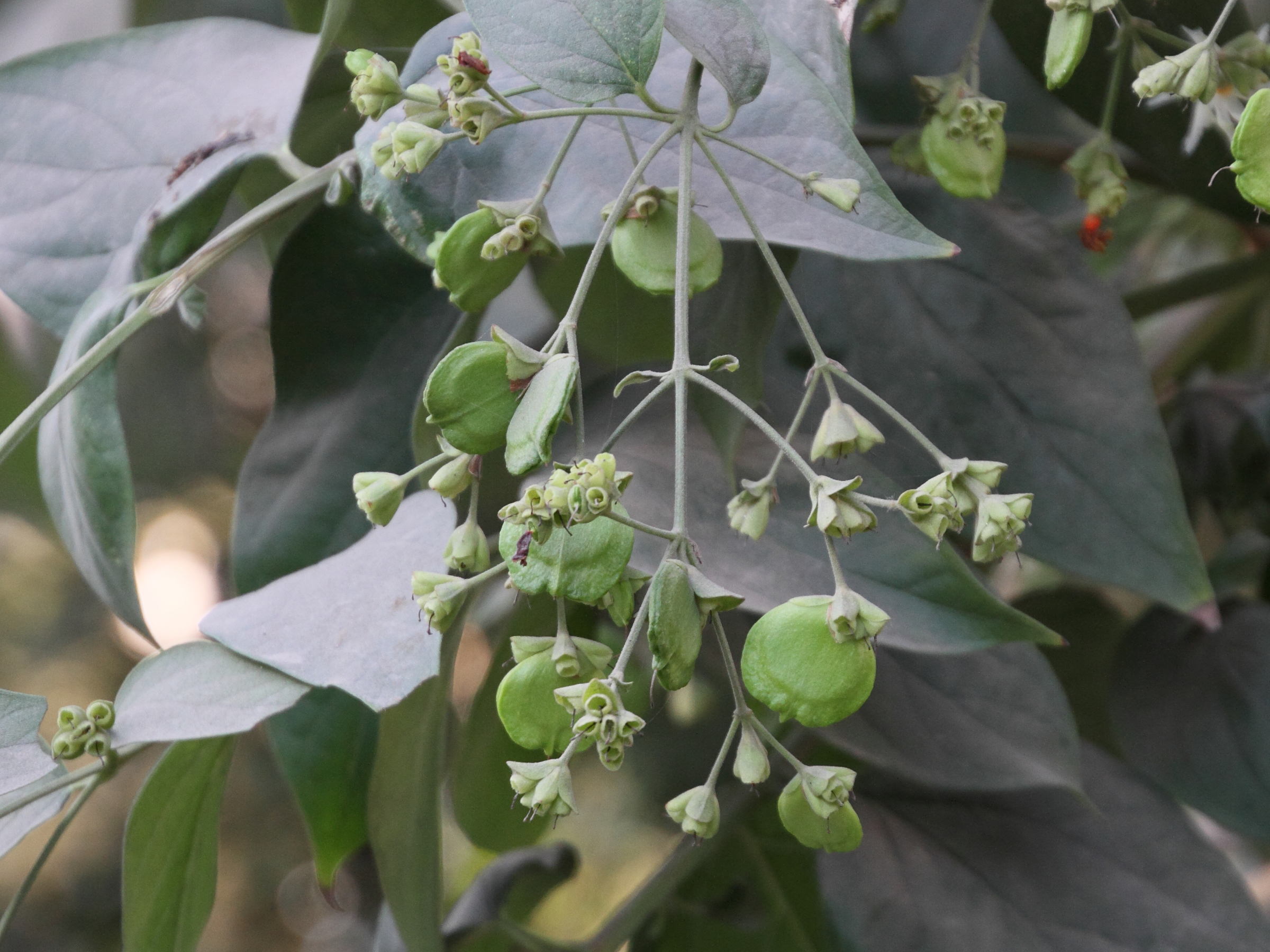 nyctanthes_arbor-tristis3md