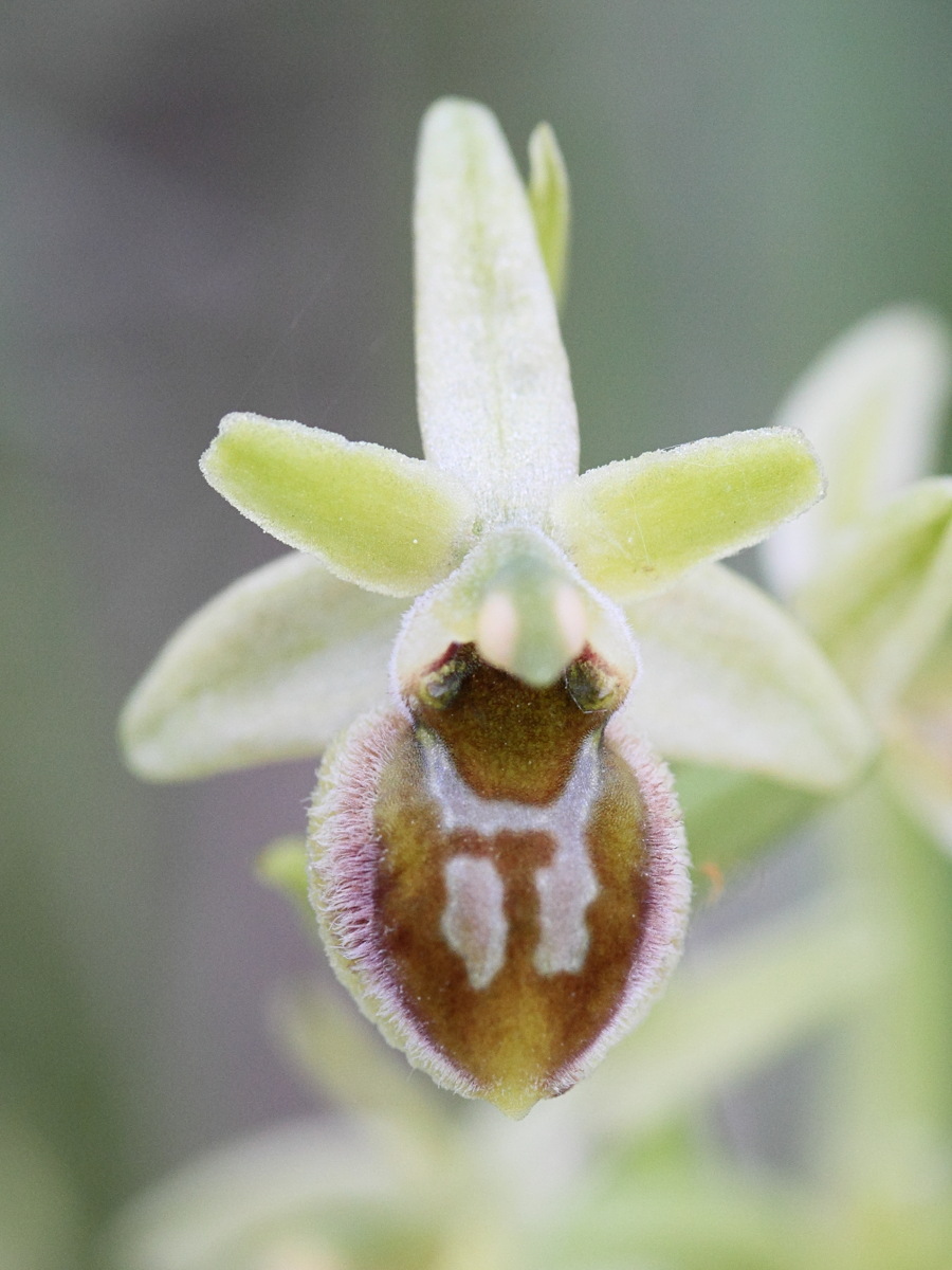 Afficher le média ophrys_virescens5md ophrys_virescens5md