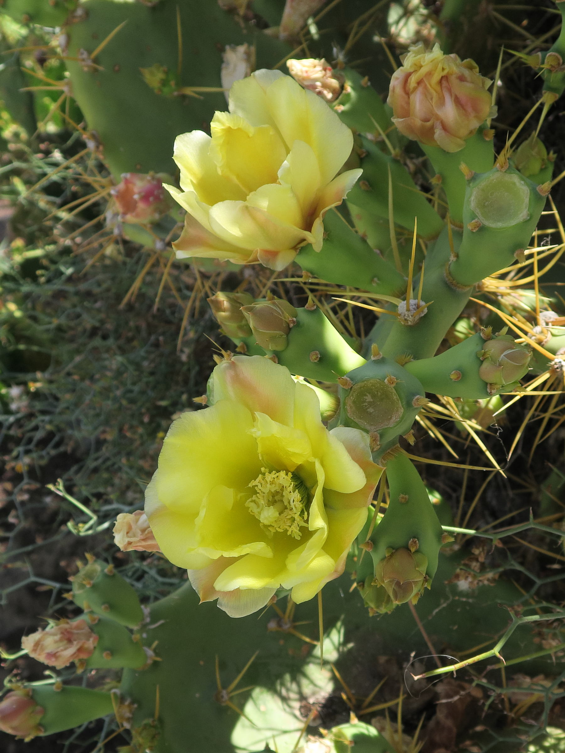 opuntia_dillenii4md