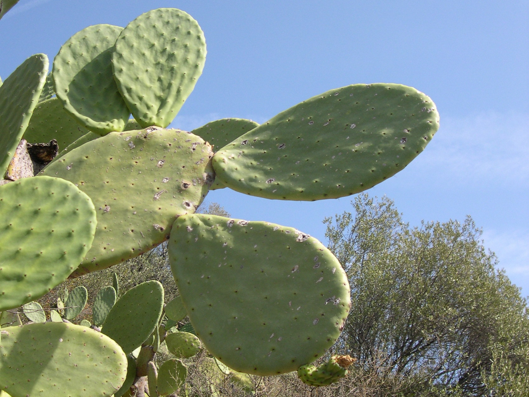 opuntia_ficus-indica5md