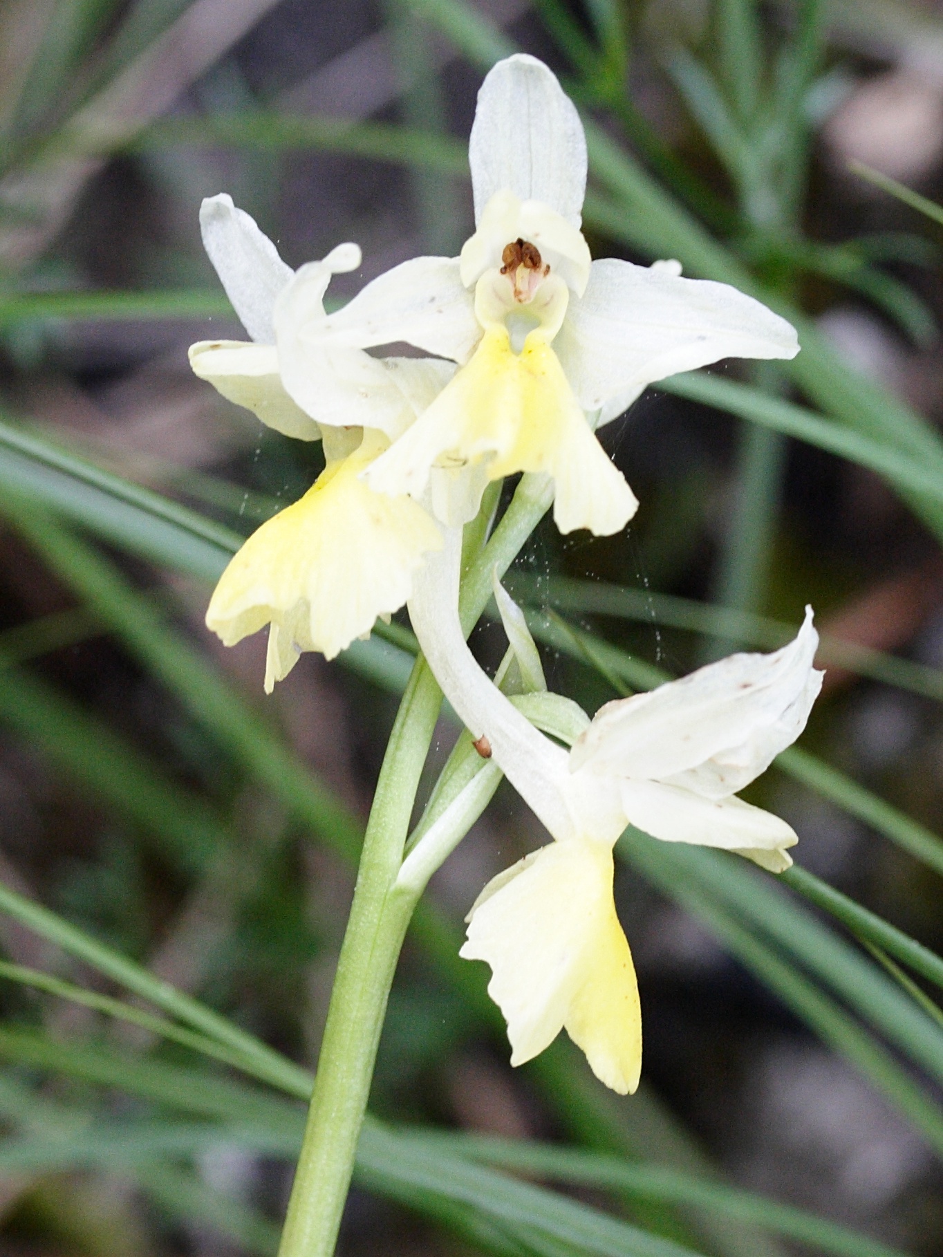 orchis_pauciflora2md