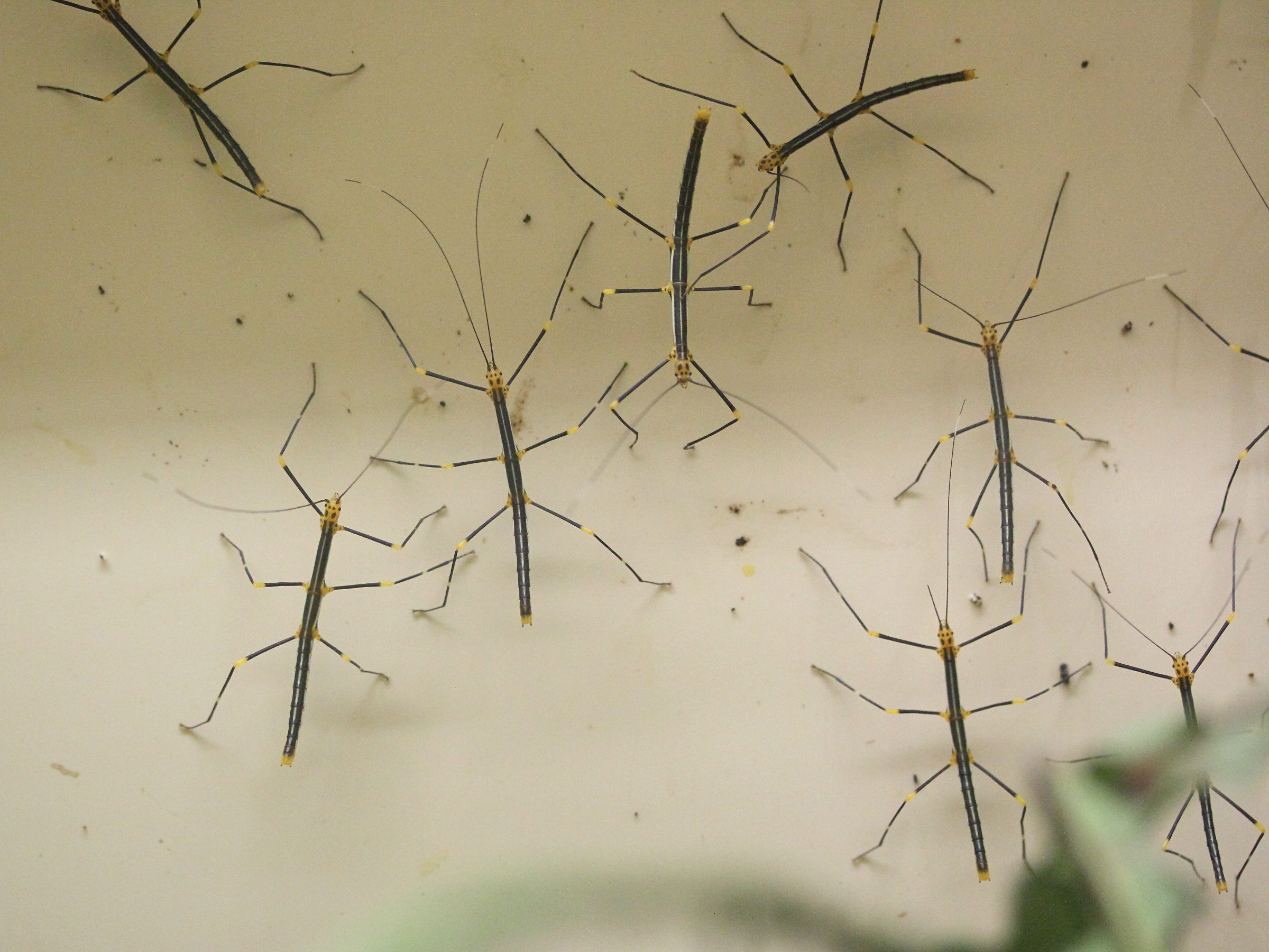 oreophoetes_peruanas3md