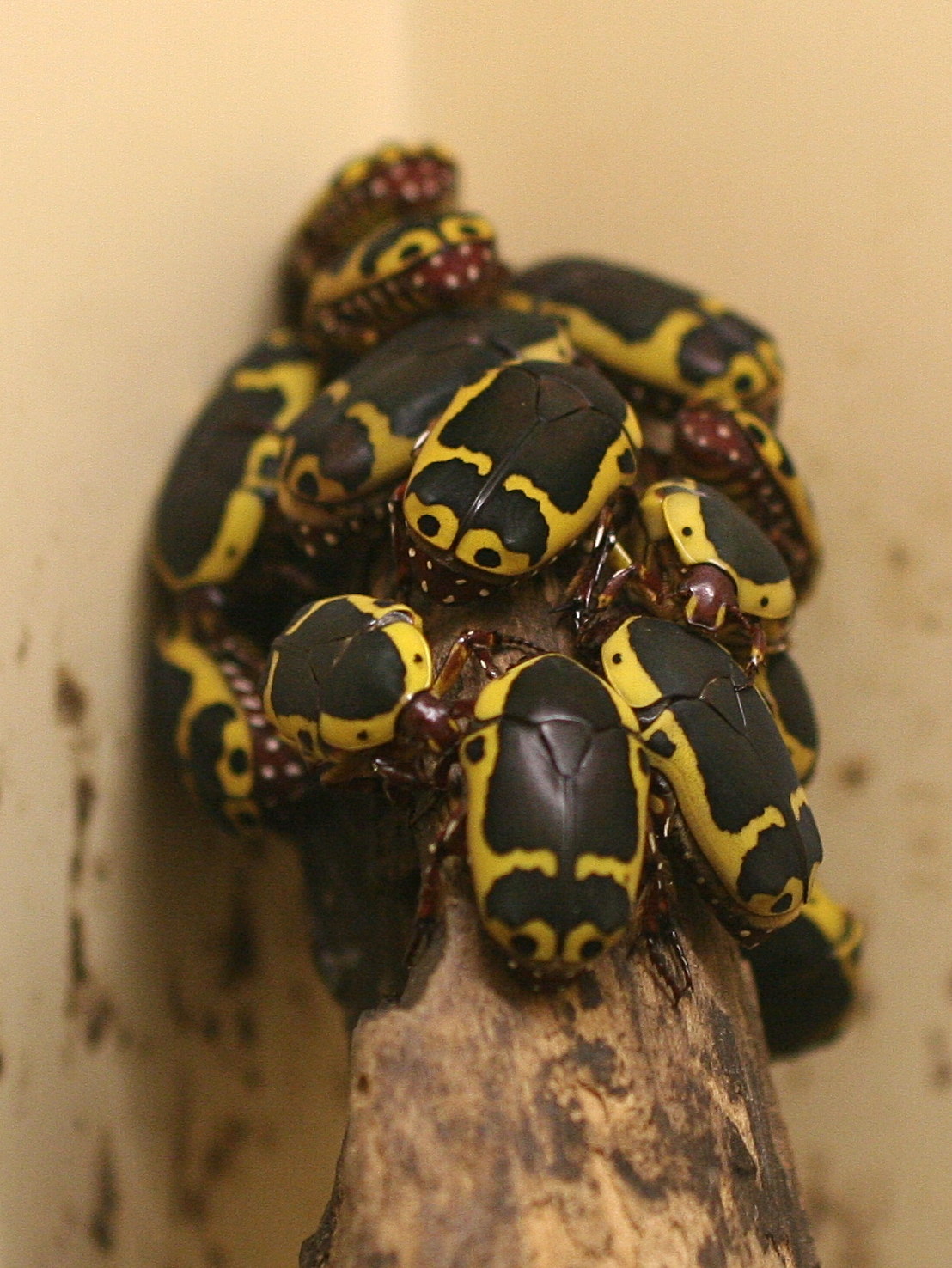 pachnoda_epphipiata4md