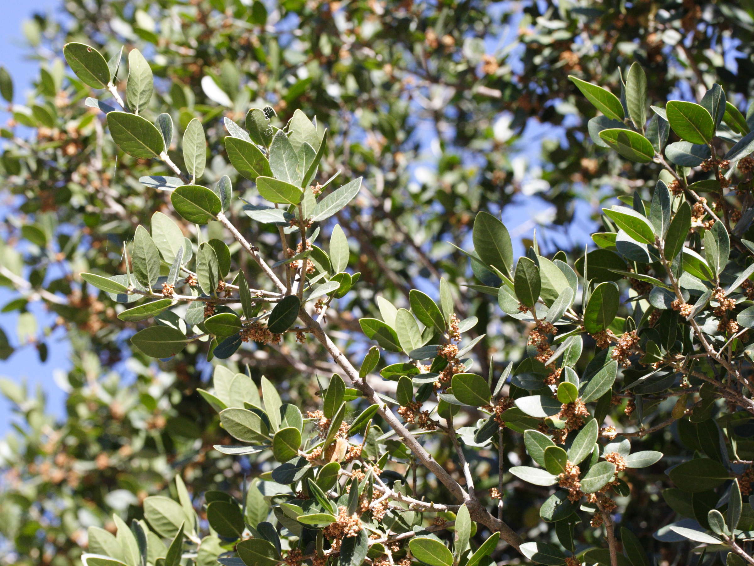 phillyrea_latifolia3md