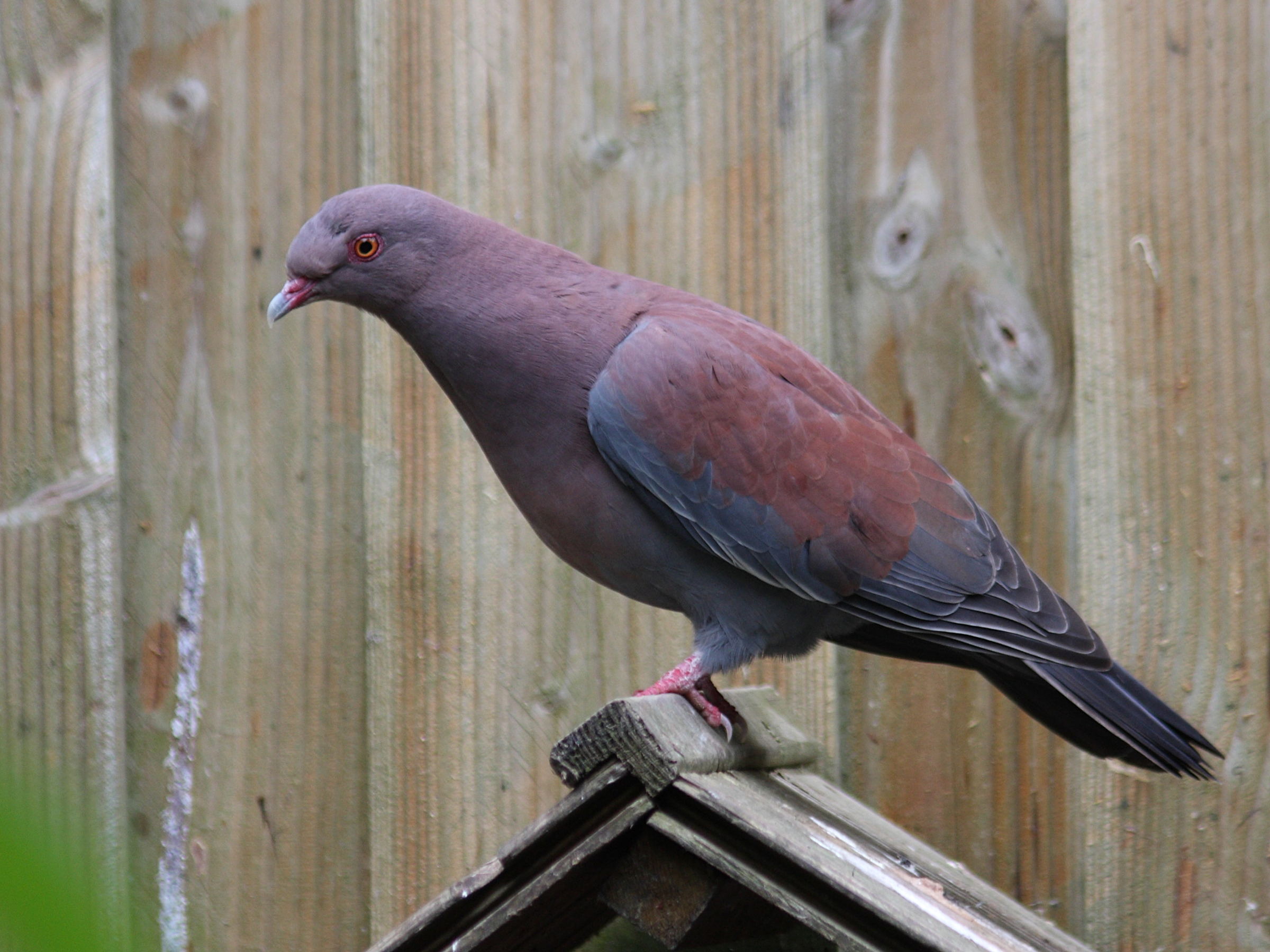 pigeon_du_perou_-_patagioenas_oenops1sd