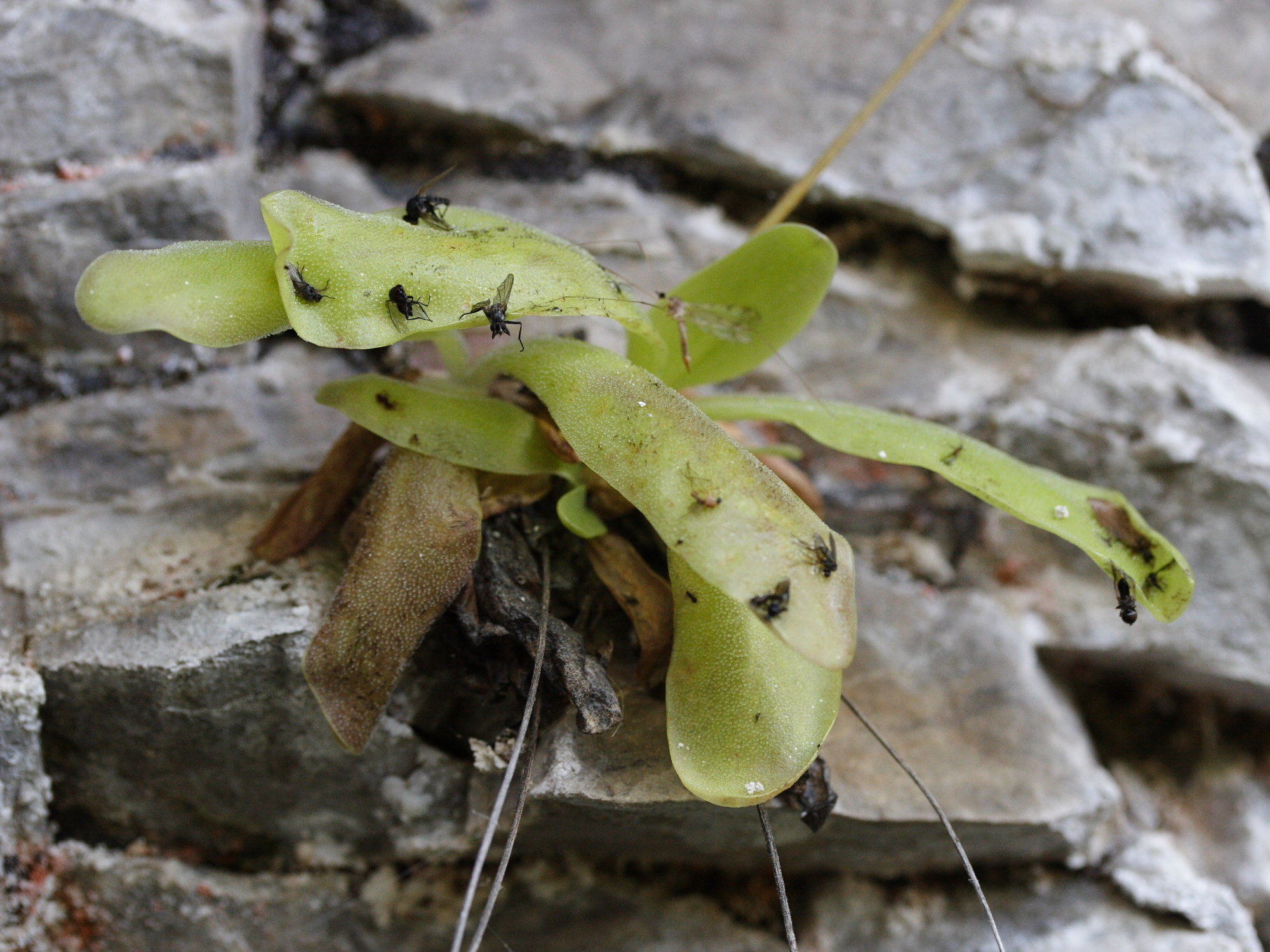 pinguicula_longifolia2md