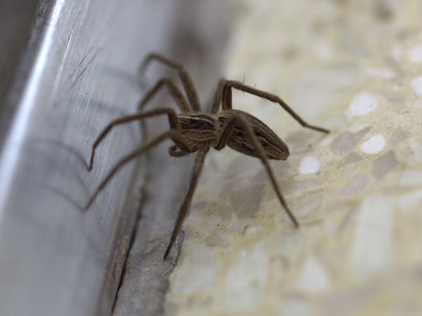 pisaura_mirabilis5md