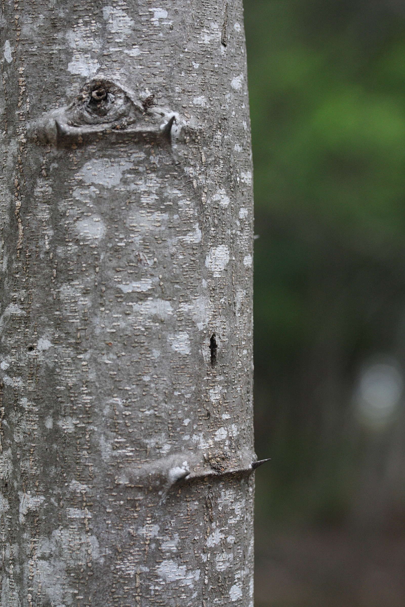 Afficher le média pithecellobium_dulce7md pithecellobium_dulce7md