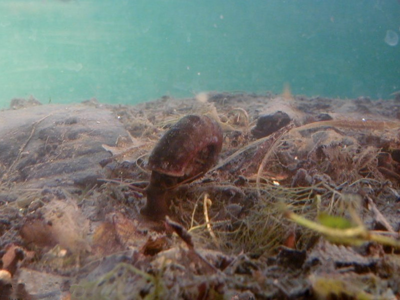 planorbarius_corneus1md