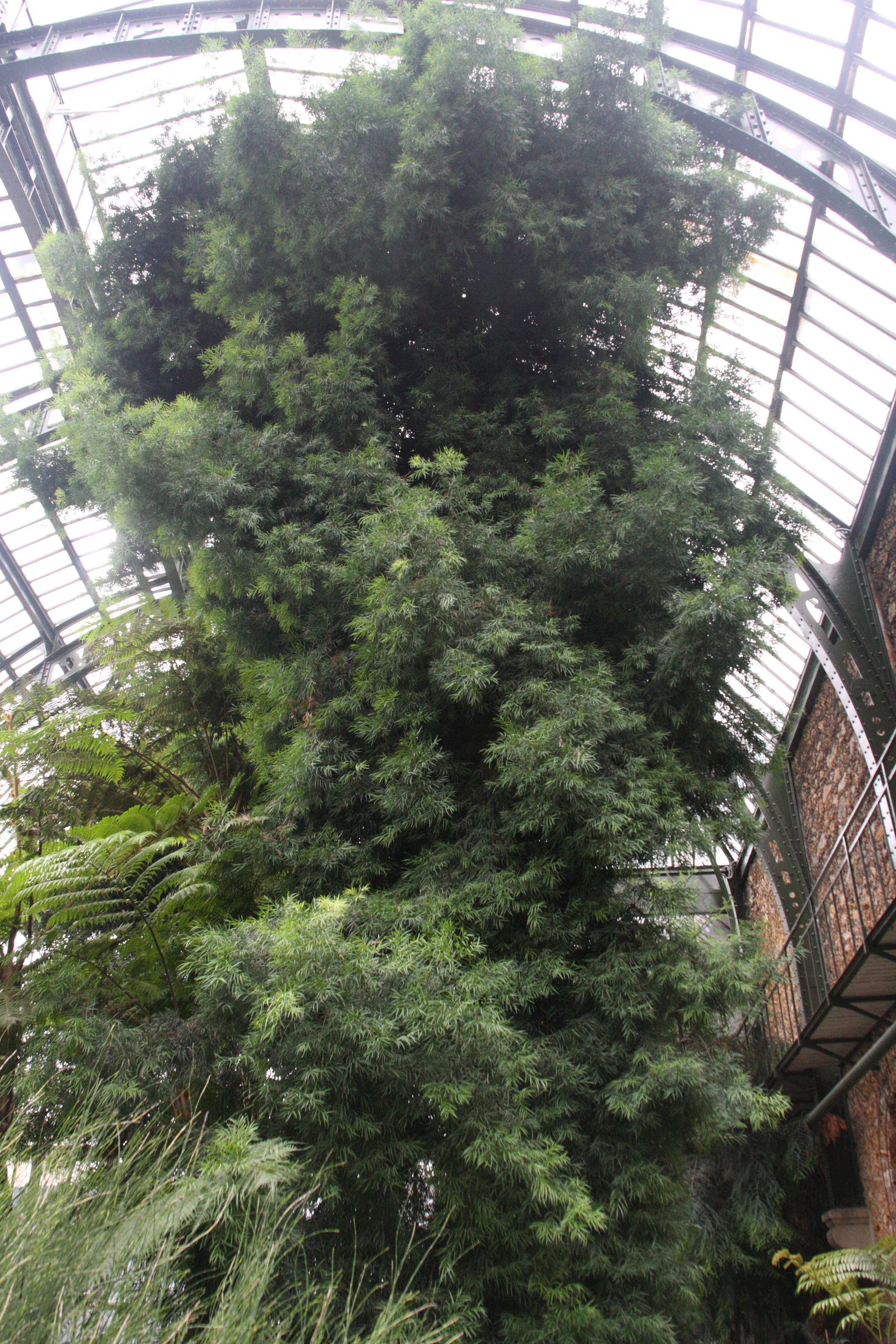 podocarpus_elongatus4bd