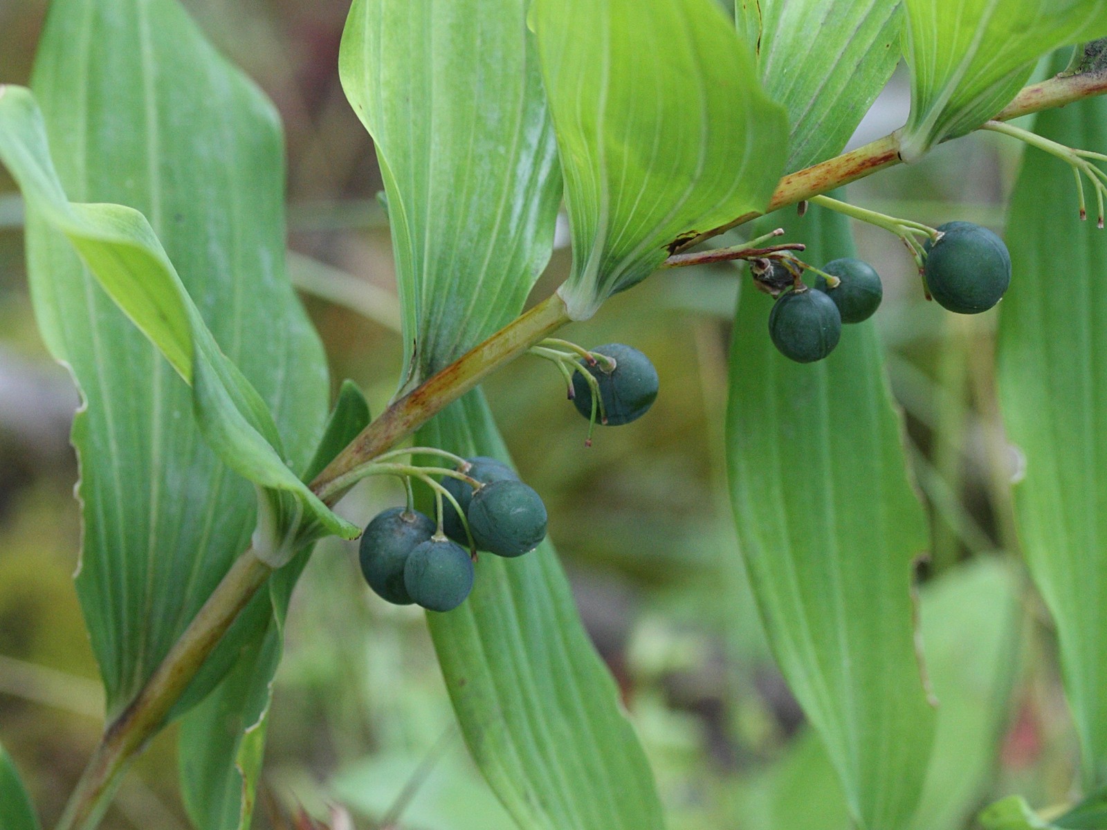 polygonatum_multiflorum5md